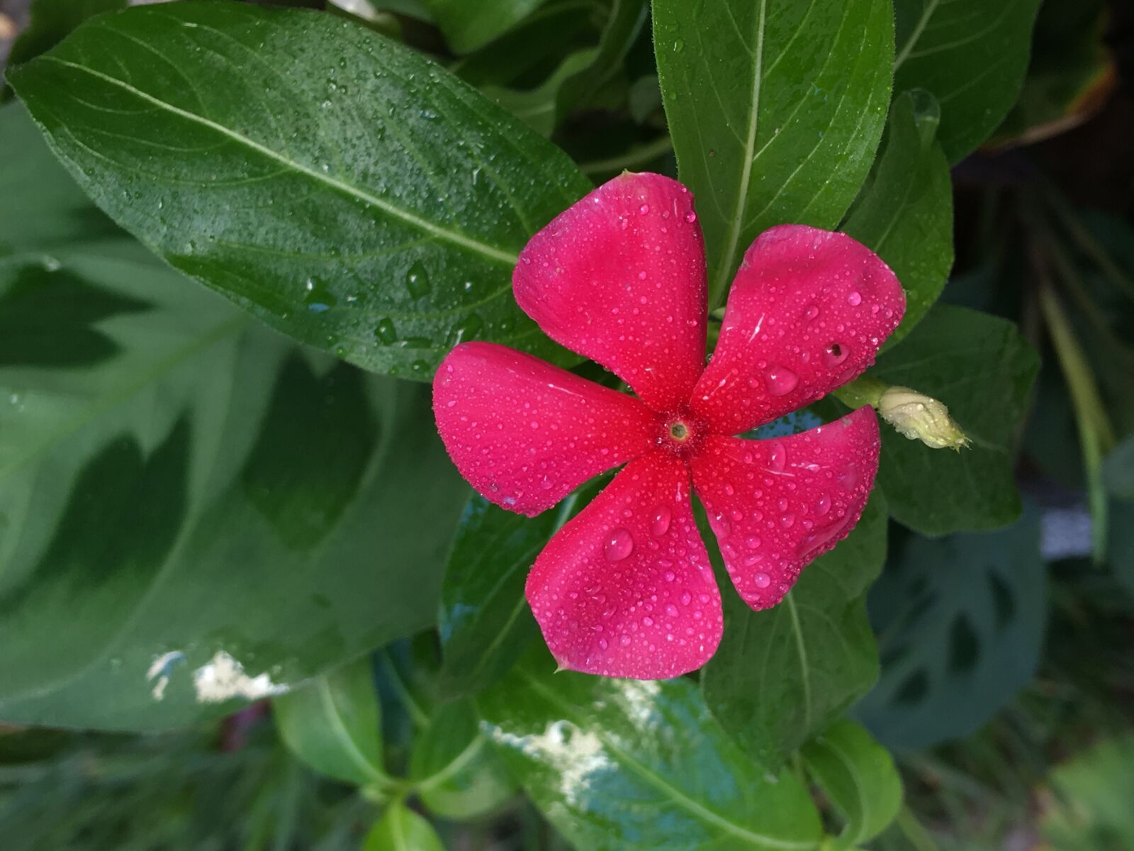 Apple iPhone 6s Plus sample photo. Fuchsia flower, drops, petals photography