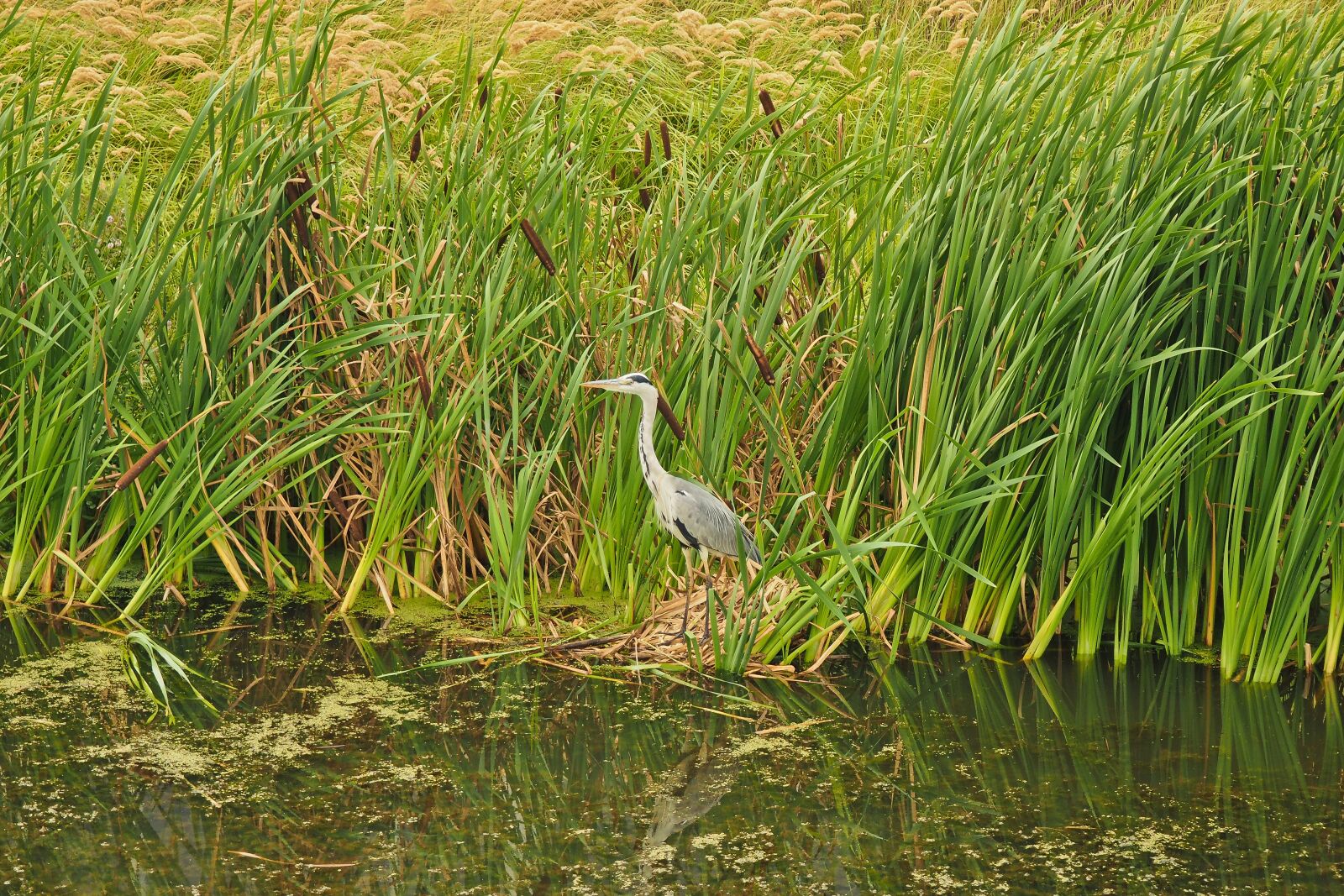 Olympus OM-D E-M10 sample photo. Animal, heron, bird photography