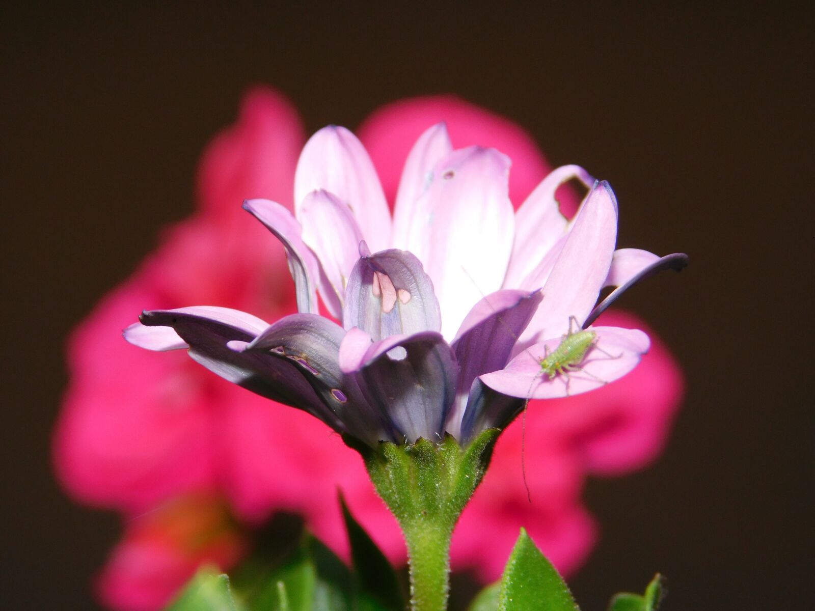 Nikon Coolpix L840 sample photo. Flower, red, spring photography