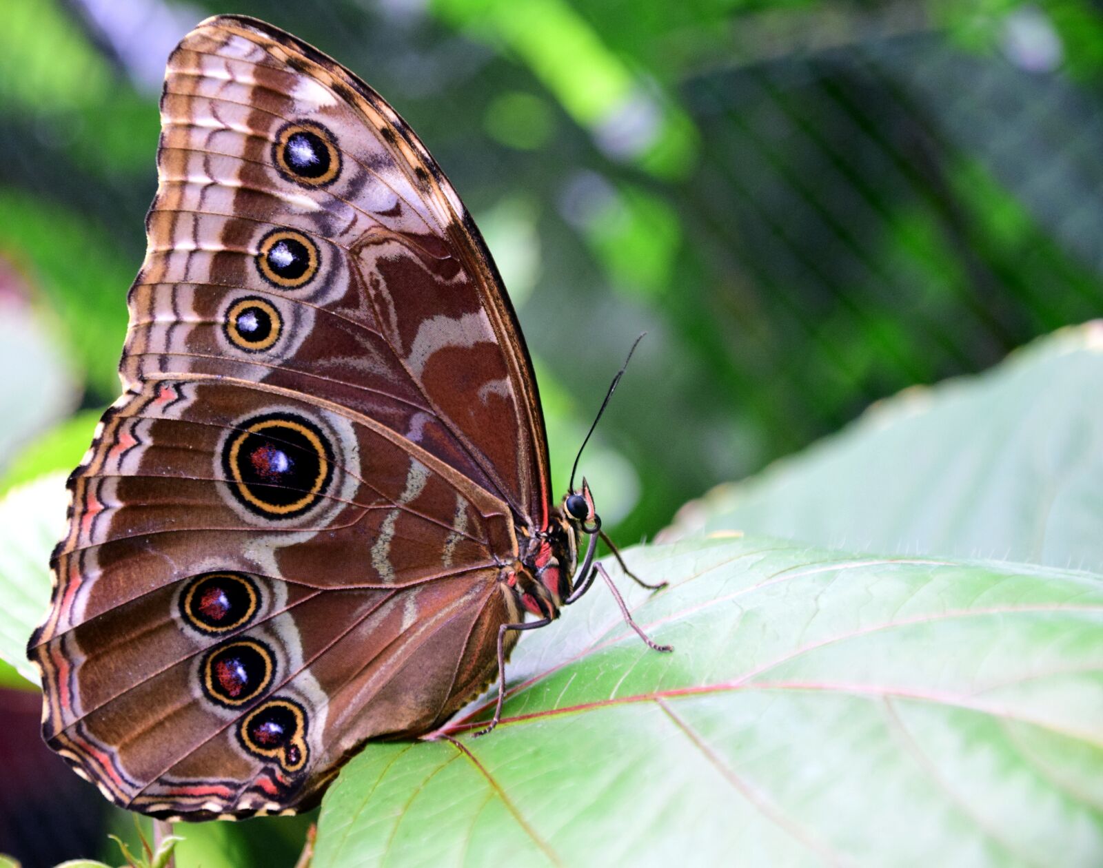 Nikon D3300 sample photo. Blue morphofalter, morpho peleides photography