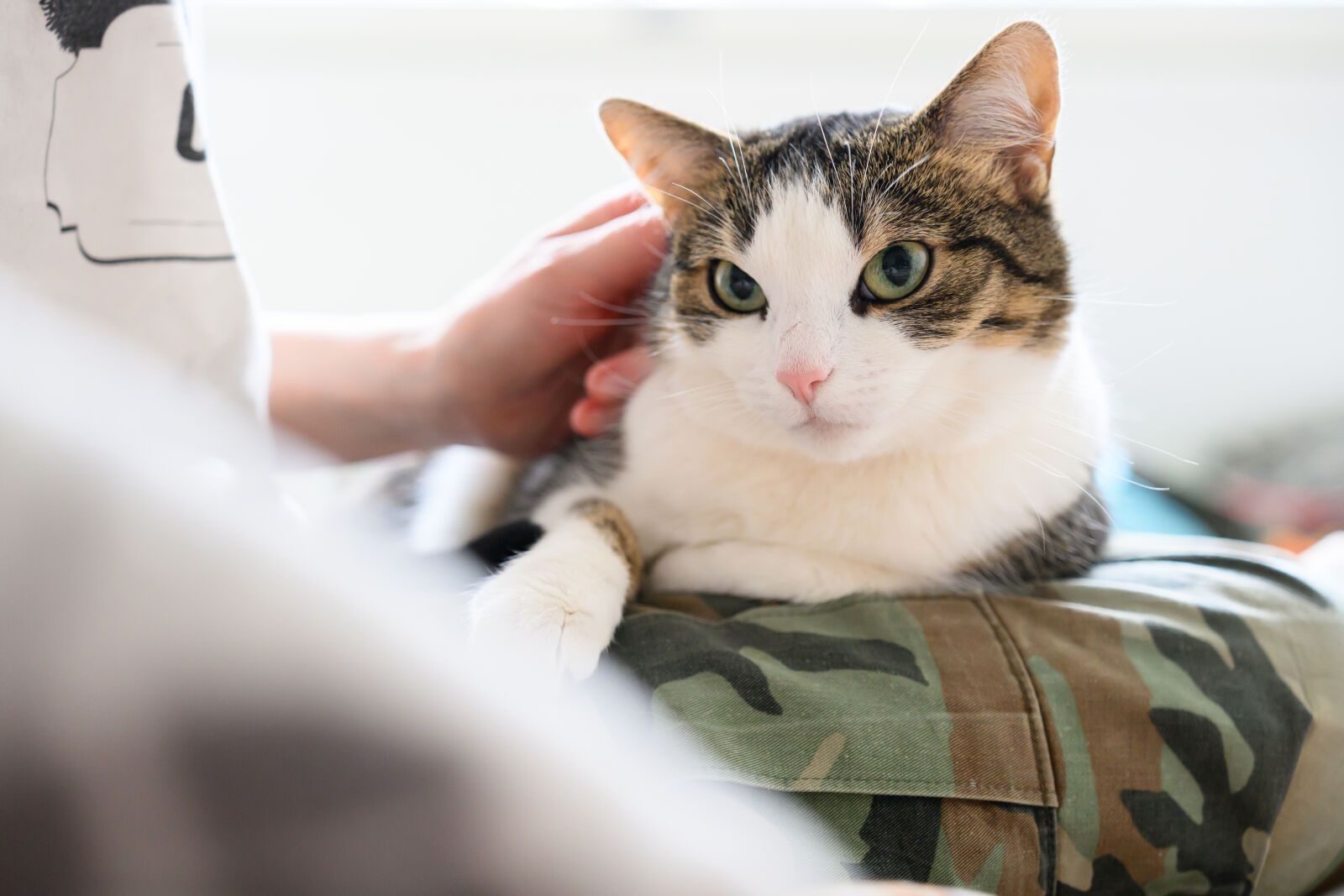 Nikon Z8 sample photo. Cat staring photography