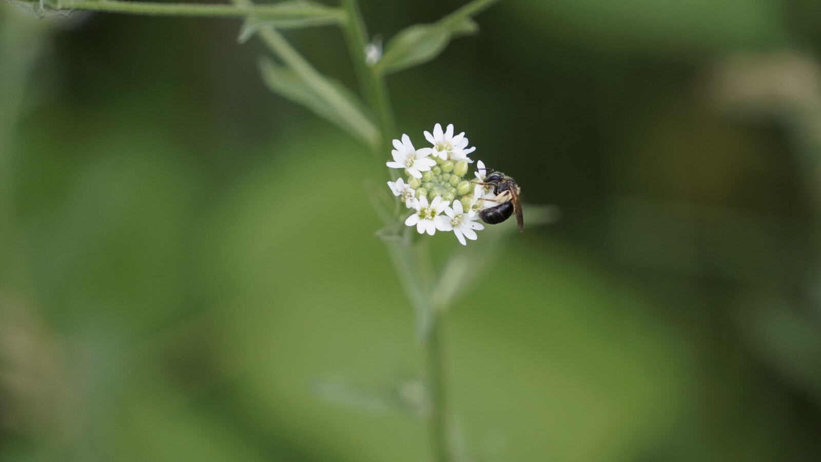Sony E 55-210mm F4.5-6.3 OSS sample photo. Bee, white, flower, green photography