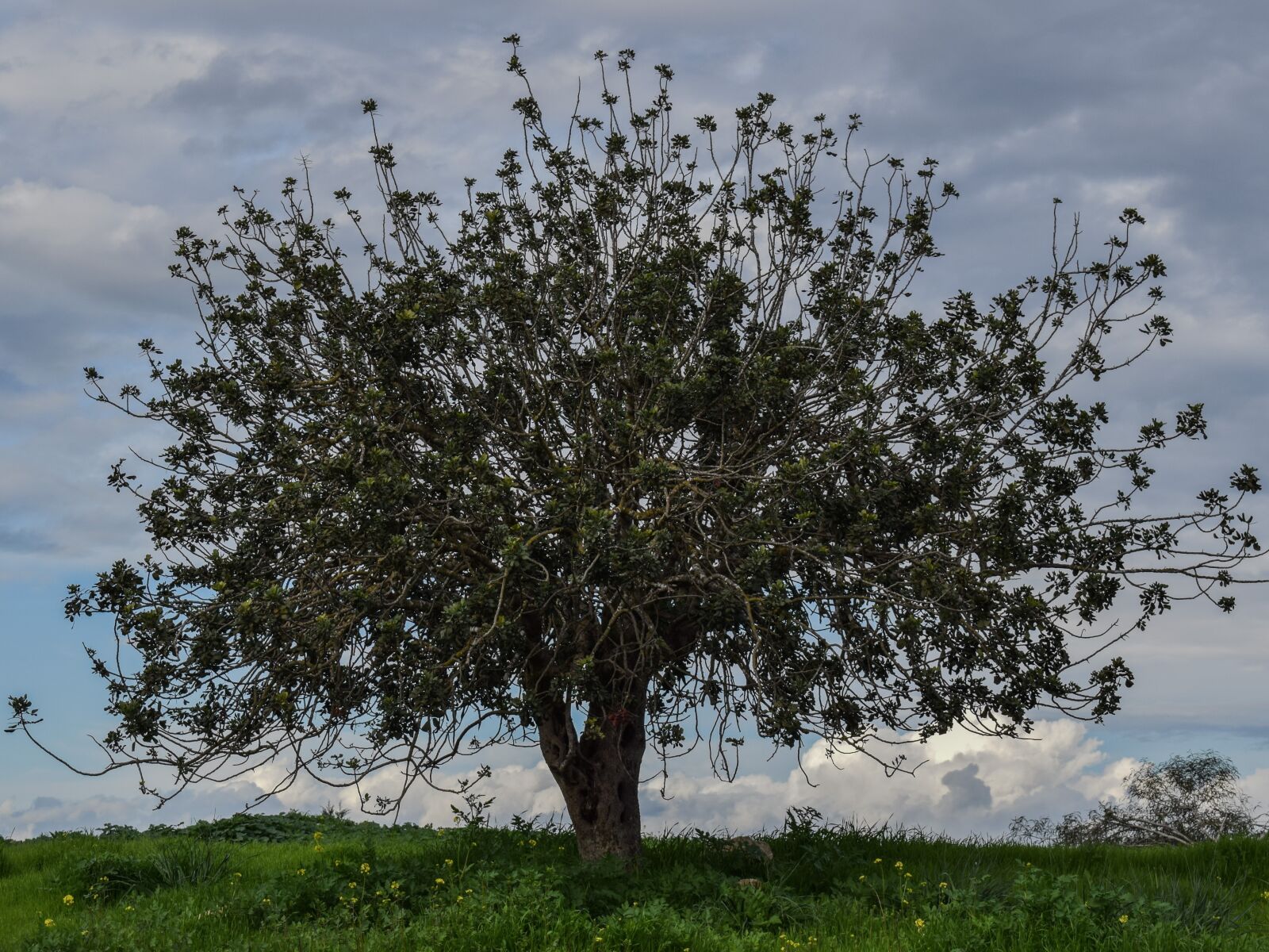 Nikon D3300 sample photo. Tree, meadow, landscape photography