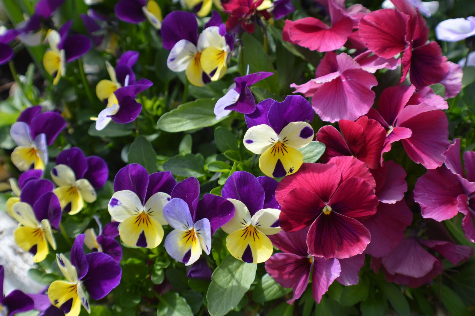 Nikon D3200 sample photo. 400–500, garden, summer photography