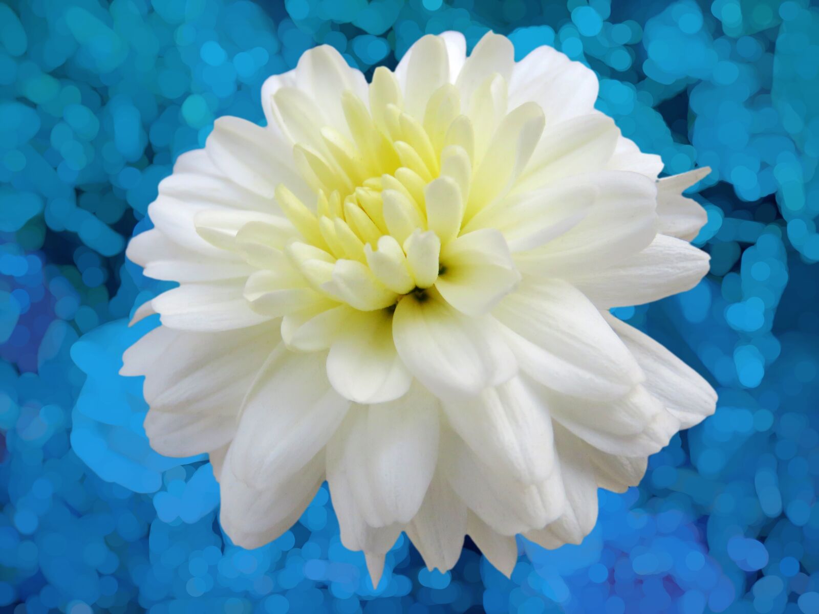 Canon PowerShot SX60 HS sample photo. White flower, flower, glow photography