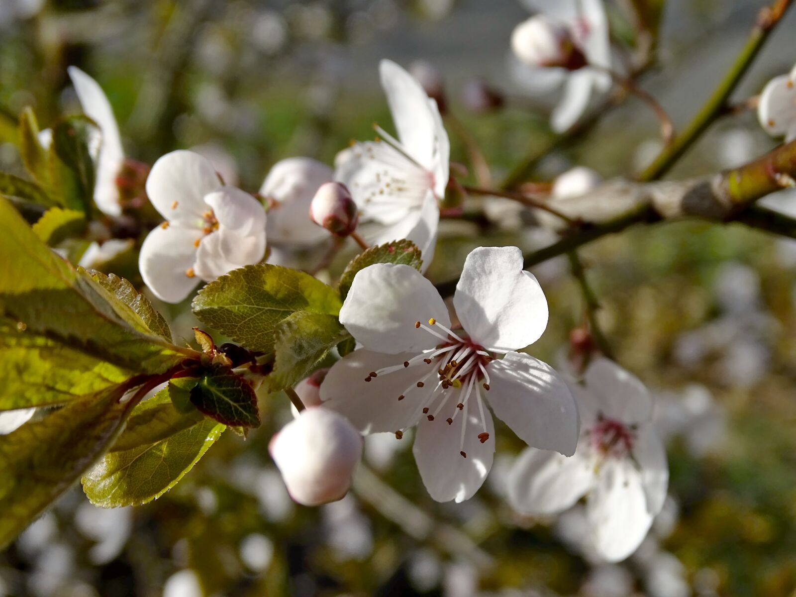 Sony Cyber-shot DSC-HX400V sample photo. Cherry blossoms, flowers, spring photography