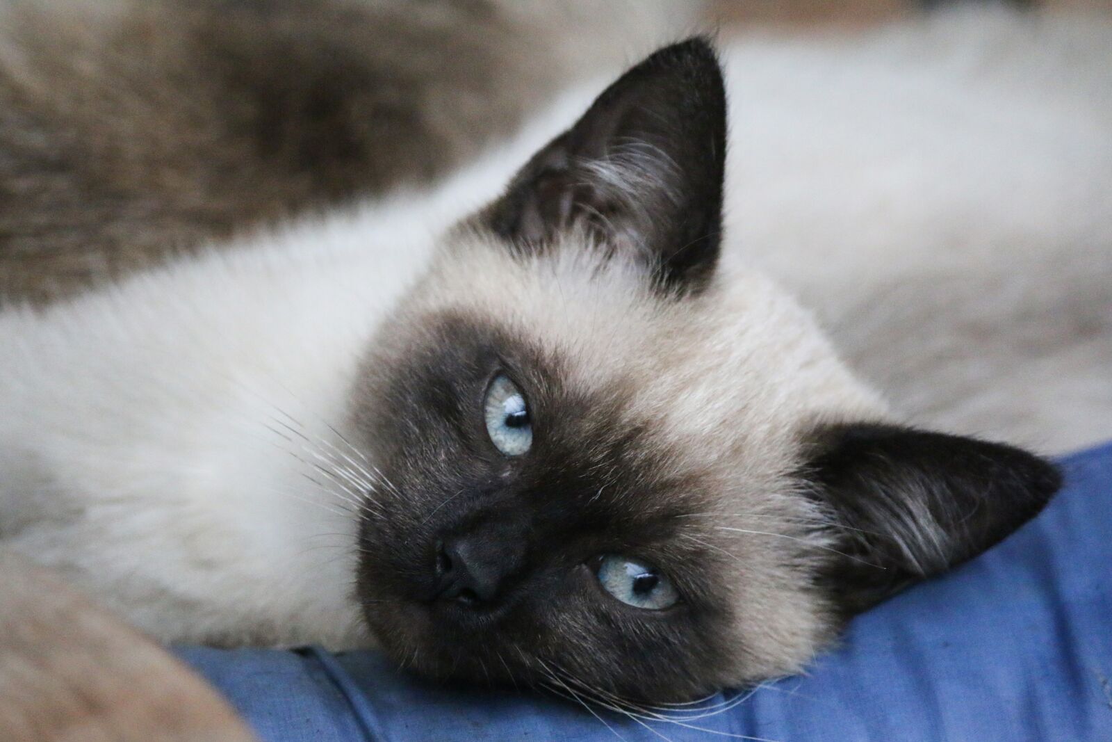 Canon EOS 70D sample photo. Siamese, cat, animal photography