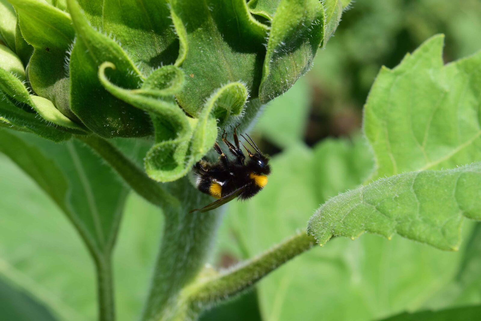 Nikon D3300 sample photo. Insect, bumblebee, nature, leaf photography