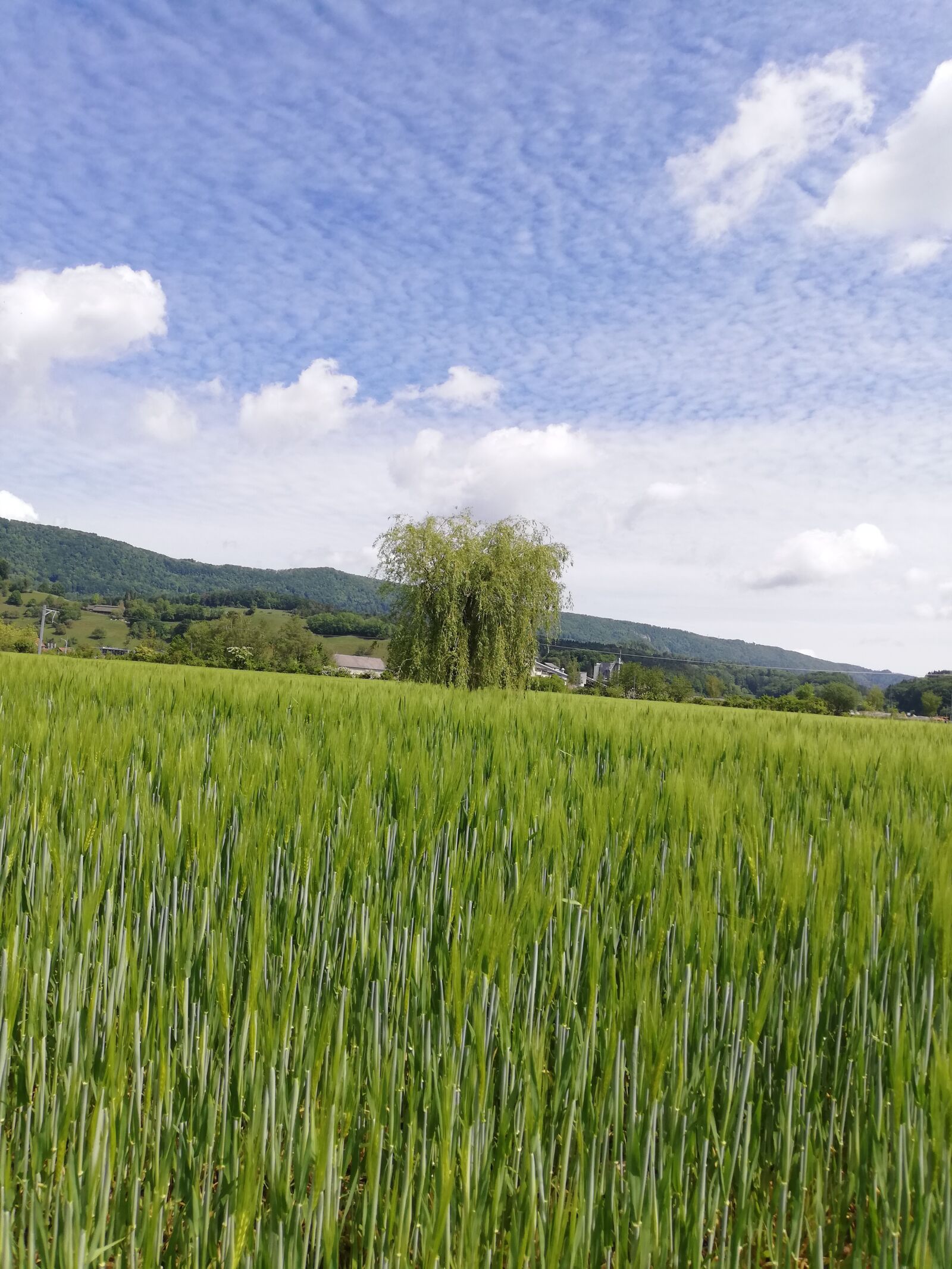 HUAWEI P20 lite sample photo. Field, cornfield, tree photography
