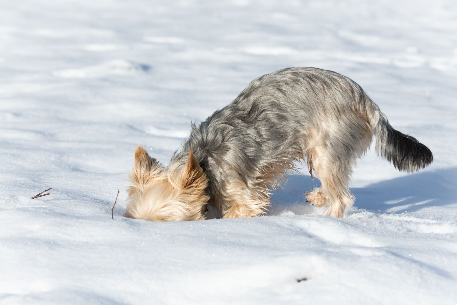 Nikon D7100 sample photo. Dog, winter, snow photography