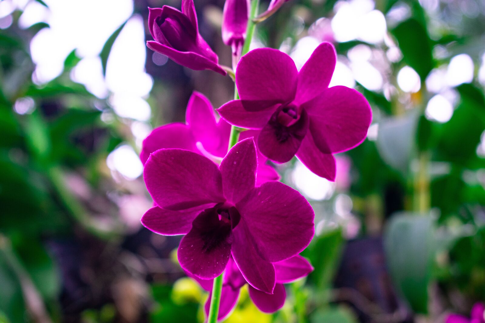 Nikon D3400 sample photo. Flowers, nature, green photography