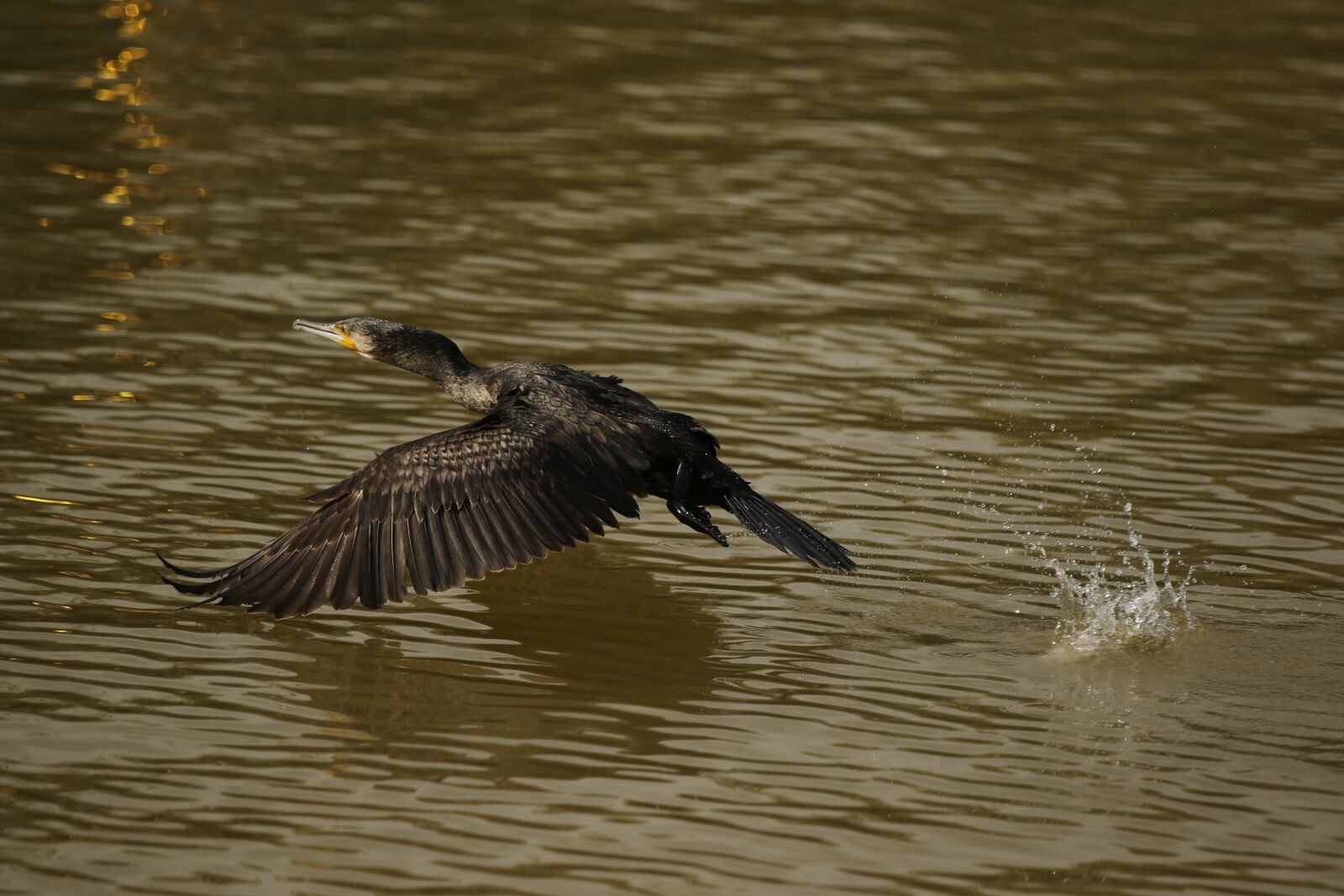 Canon EOS 7D Mark II sample photo. Cormorant, bird, water bird photography