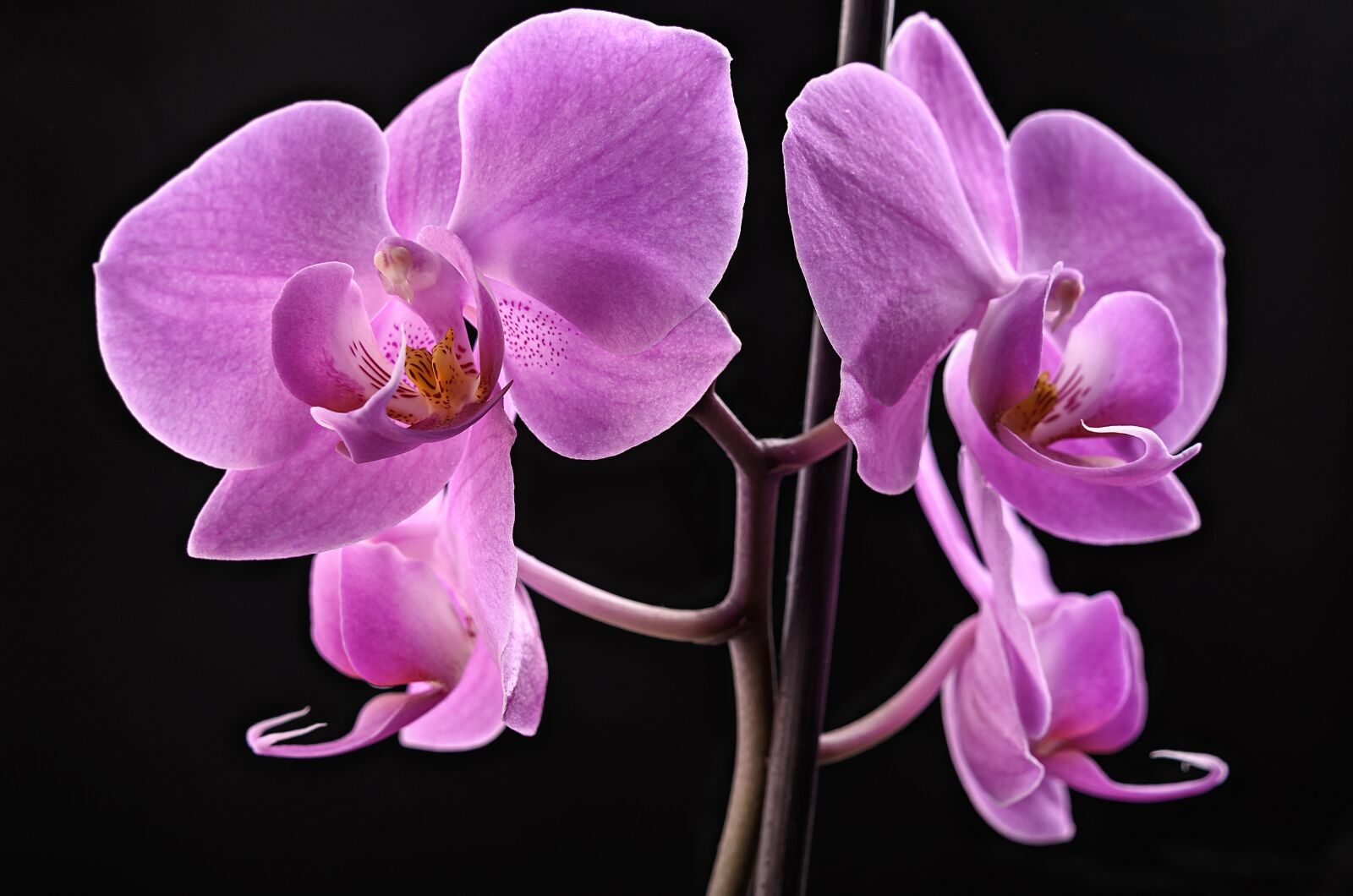 Nikon D7000 sample photo. Flowers, orchid, nature photography