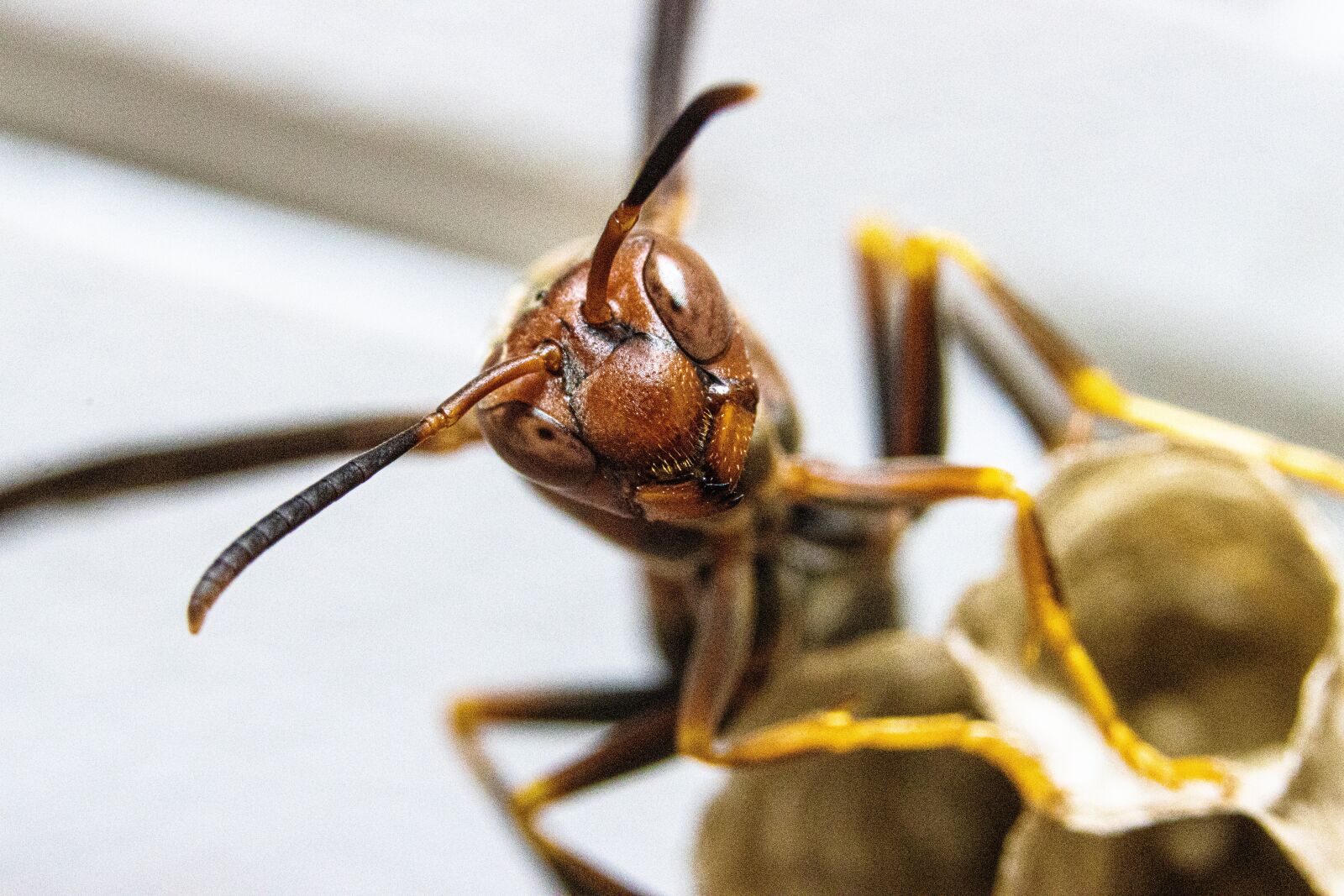 Canon EOS 90D sample photo. Wasp, insect, nature photography