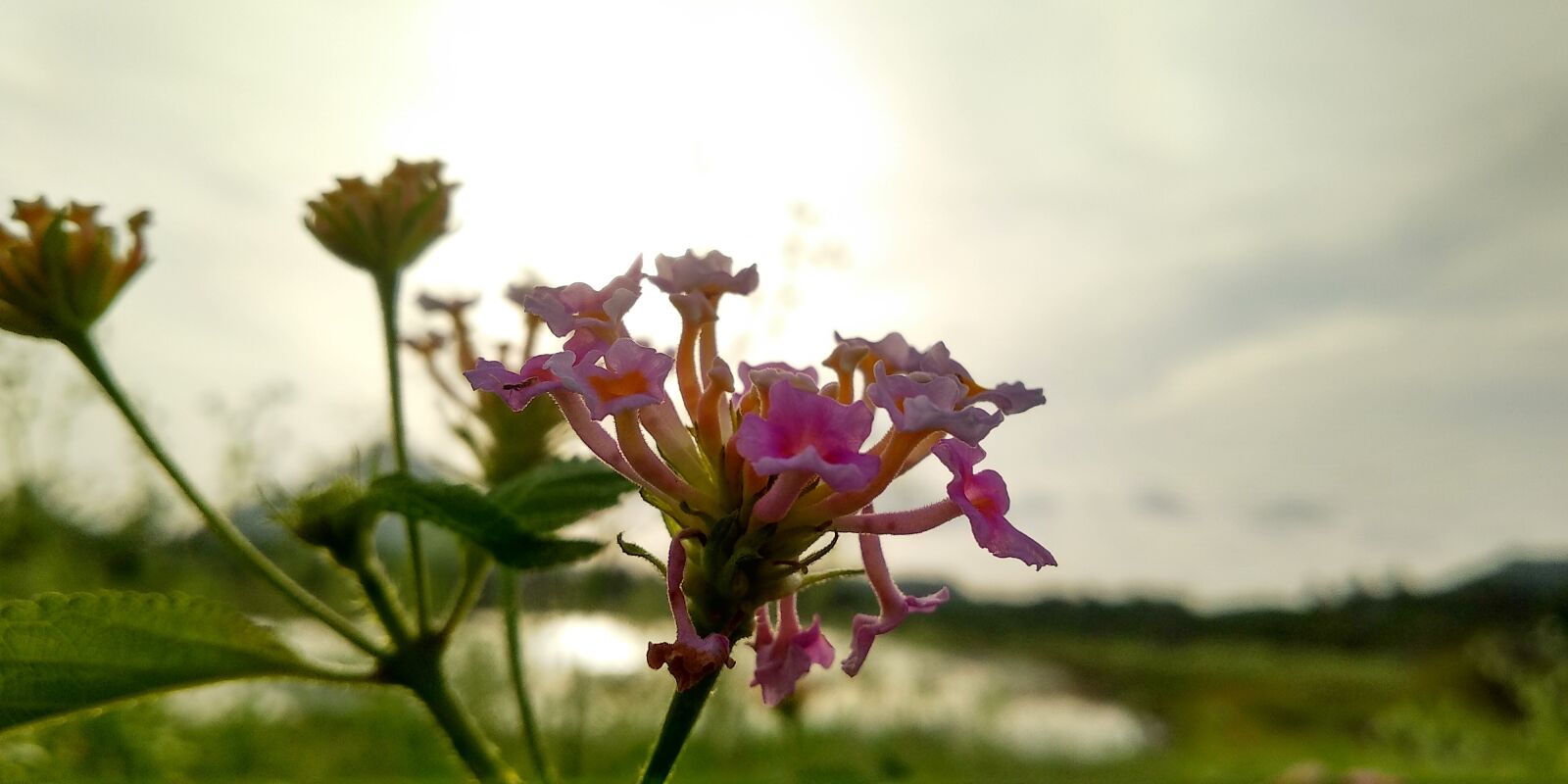 Xiaomi Redmi 5 sample photo. Flower, plants, sunset photography
