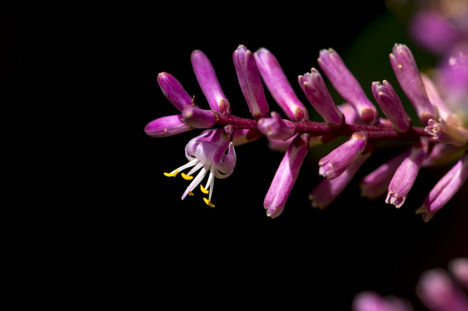 Nikon D4S sample photo. Flower, macro photography, pink photography