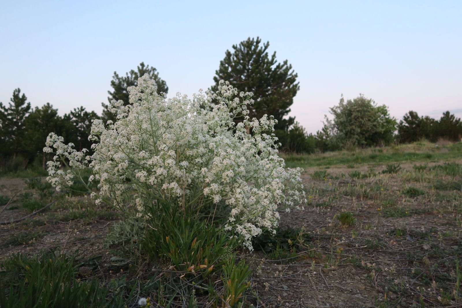 Canon PowerShot G7 X sample photo. Tree, nature, flower photography