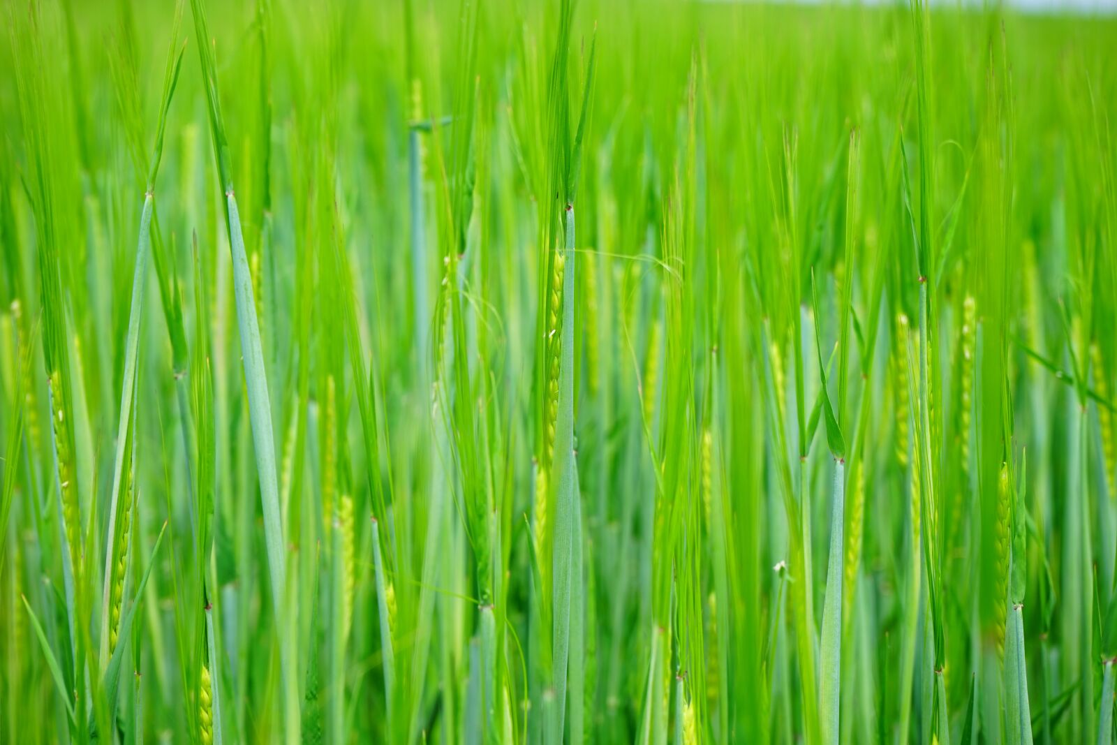 Sony a7 sample photo. Wheat field, wheat, seed photography