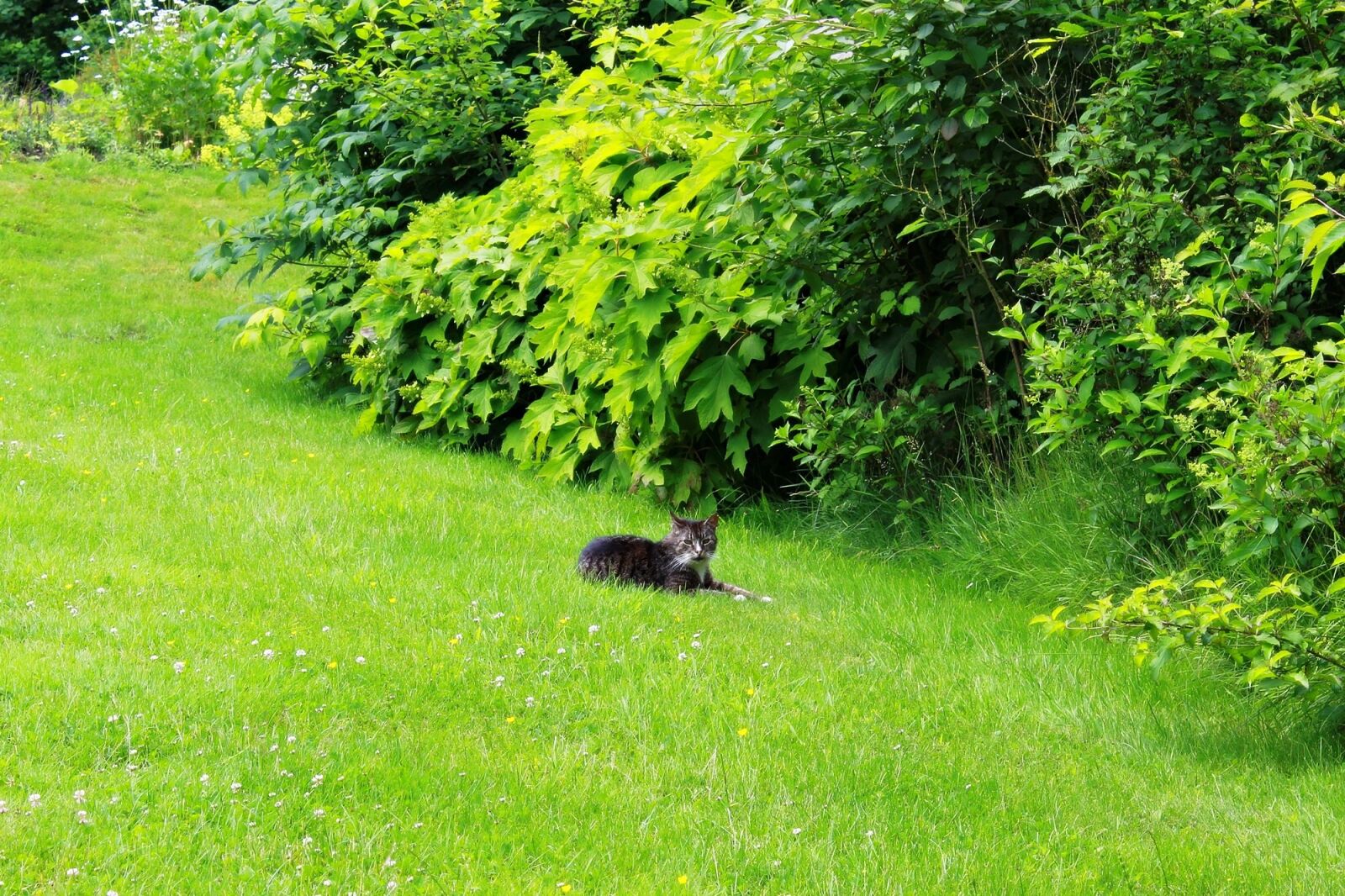 Canon EOS 1200D (EOS Rebel T5 / EOS Kiss X70 / EOS Hi) sample photo. Nature, green, garden photography