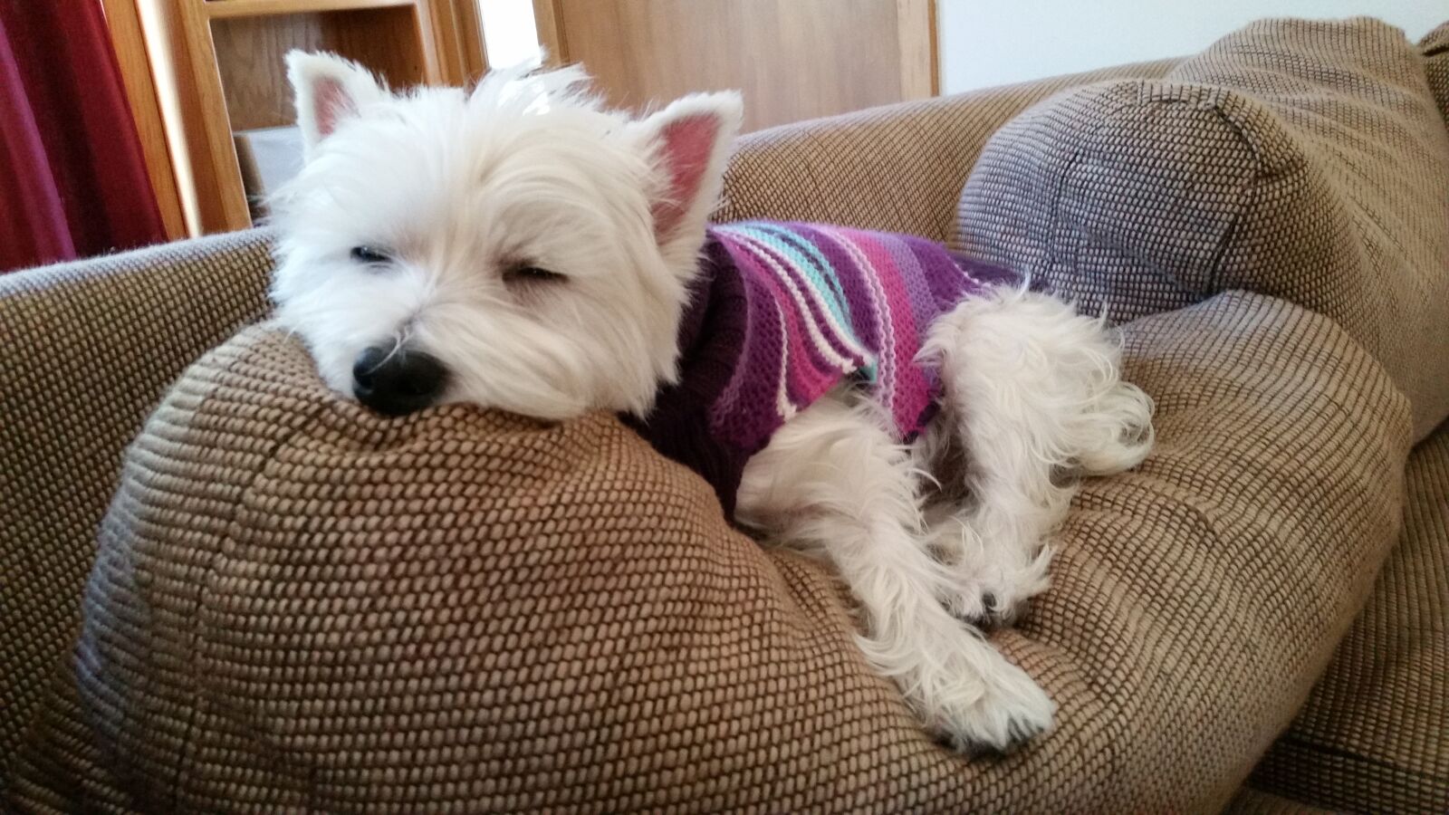 Samsung Galaxy S5 sample photo. West highland terrier, dog photography