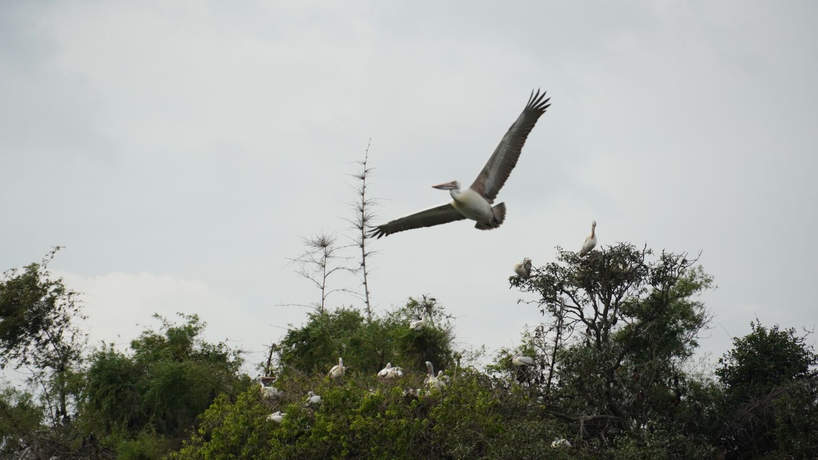 Sony a6400 sample photo. Bird sanctuary, falcon, bird photography