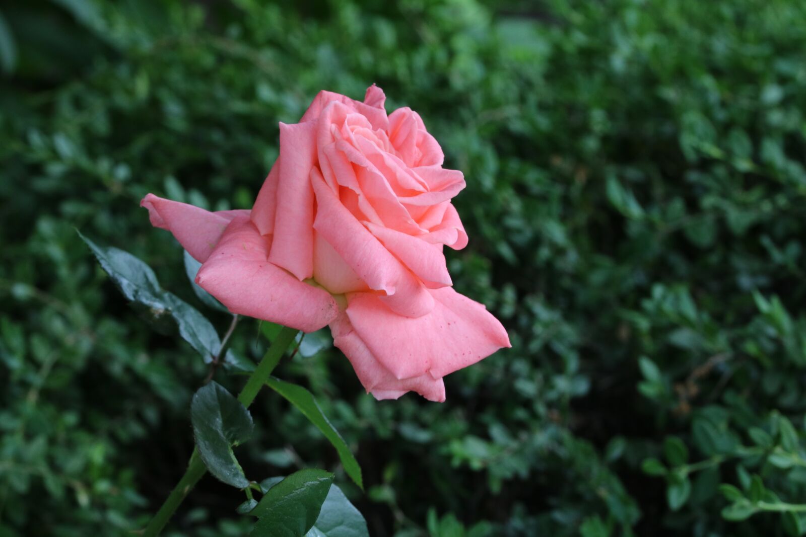 Canon EOS 750D (EOS Rebel T6i / EOS Kiss X8i) sample photo. Rose, rose festival, seoul photography
