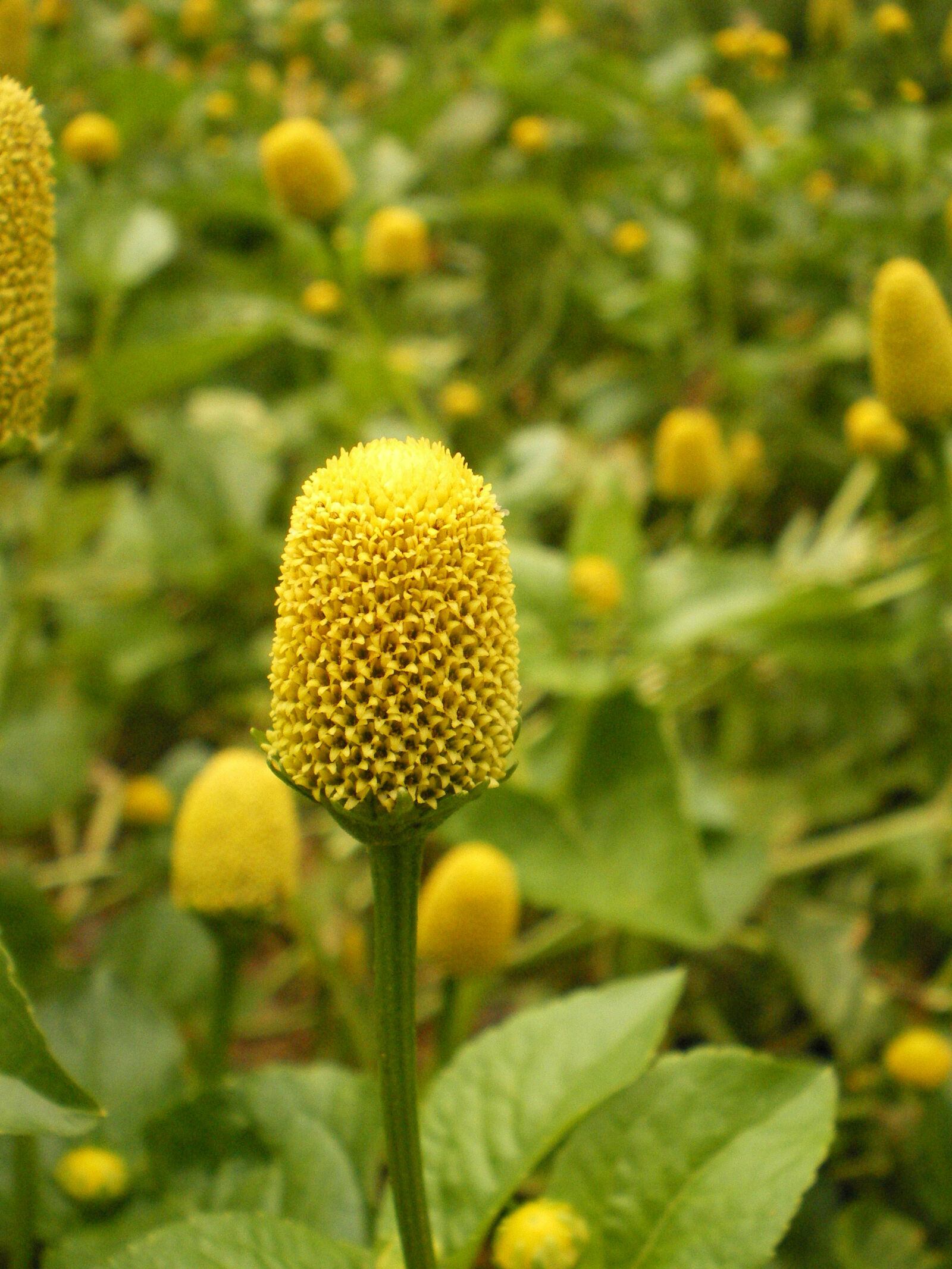 Pentax OPTIO M30 sample photo. Close, up, flower, microphone photography