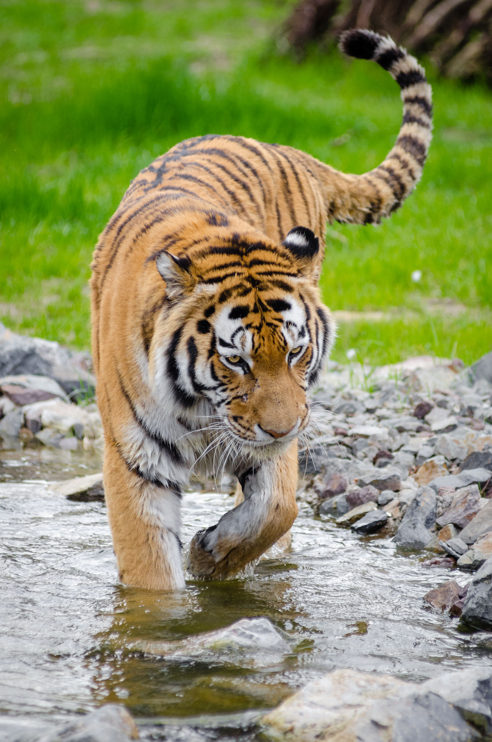 AF Zoom-Nikkor 80-200mm f/2.8 ED sample photo