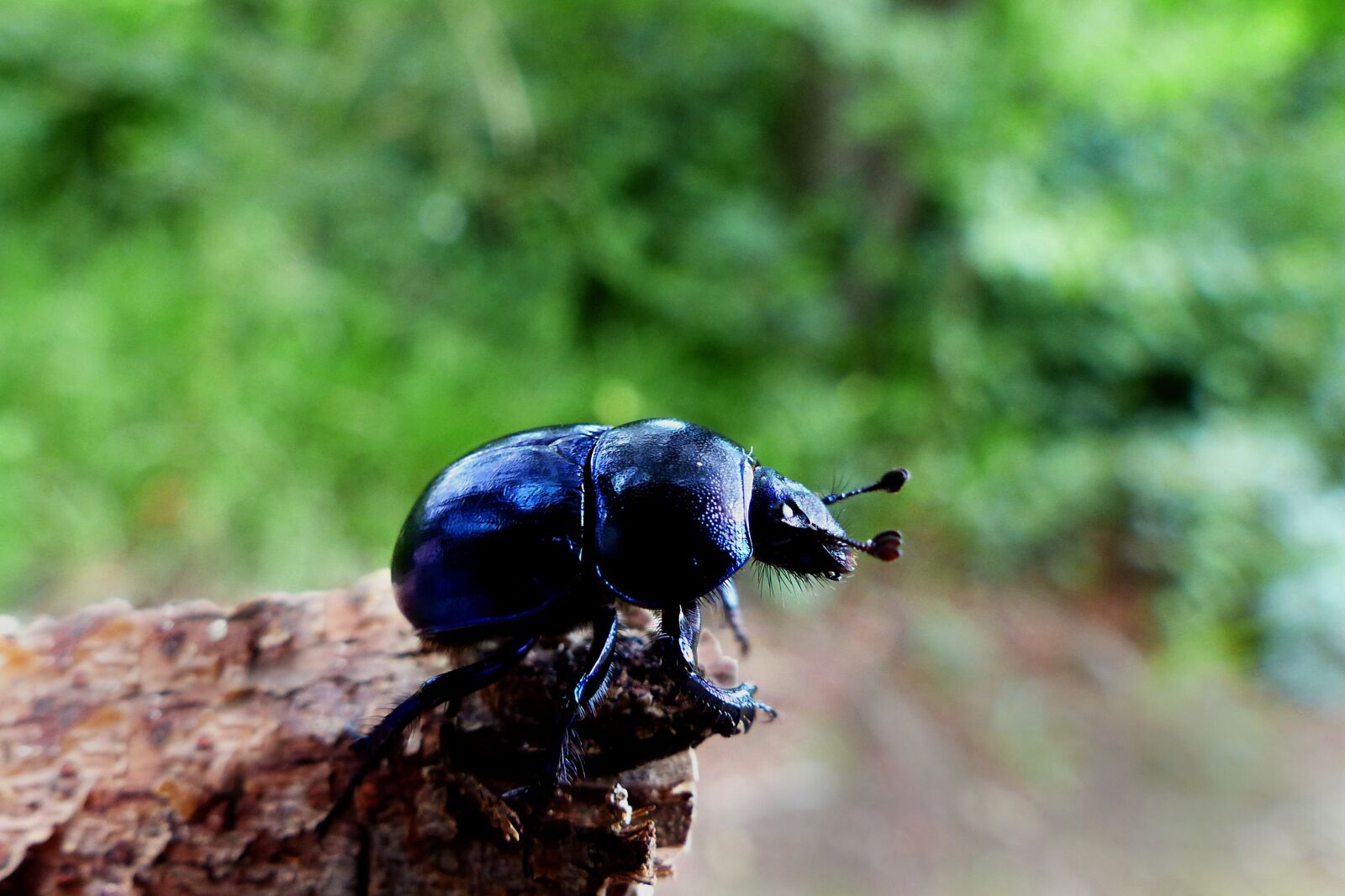 Panasonic Lumix DMC-FZ200 sample photo. Nature, animal world, animal photography