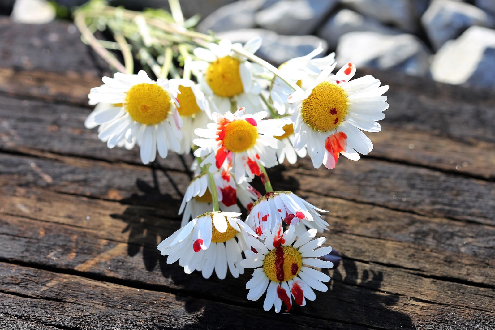 Canon EOS 6D + Canon EF 100mm F2.8 Macro USM sample photo. Stop youth suicide, bloody photography