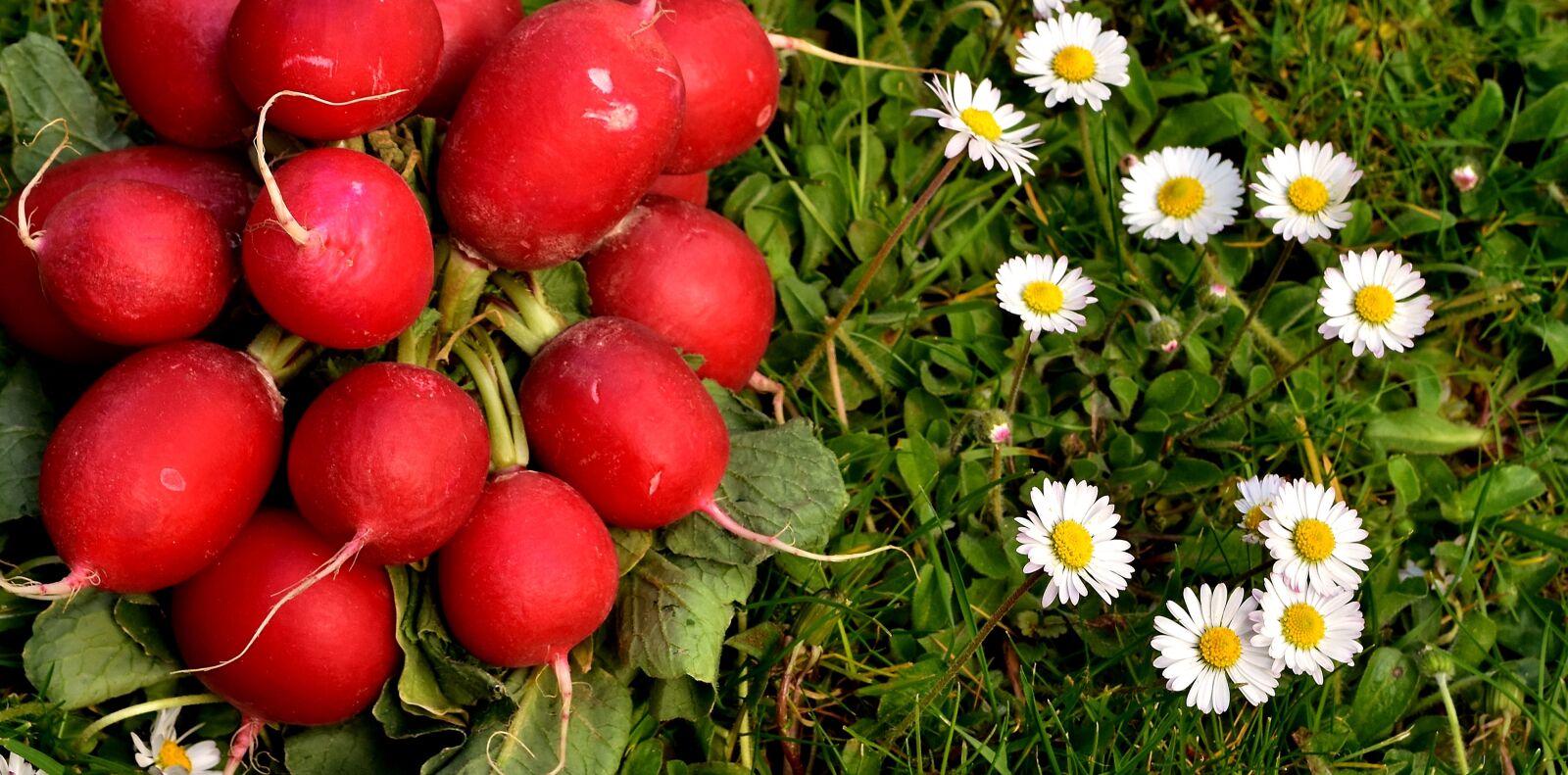 Nikon D7200 sample photo. Radishes, radish, vegetables photography
