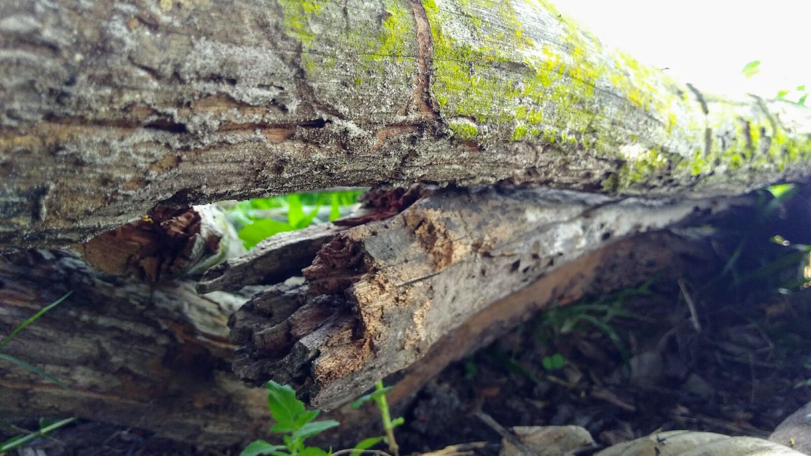 Motorola Moto G Play sample photo. Madeira, verde, natureza photography