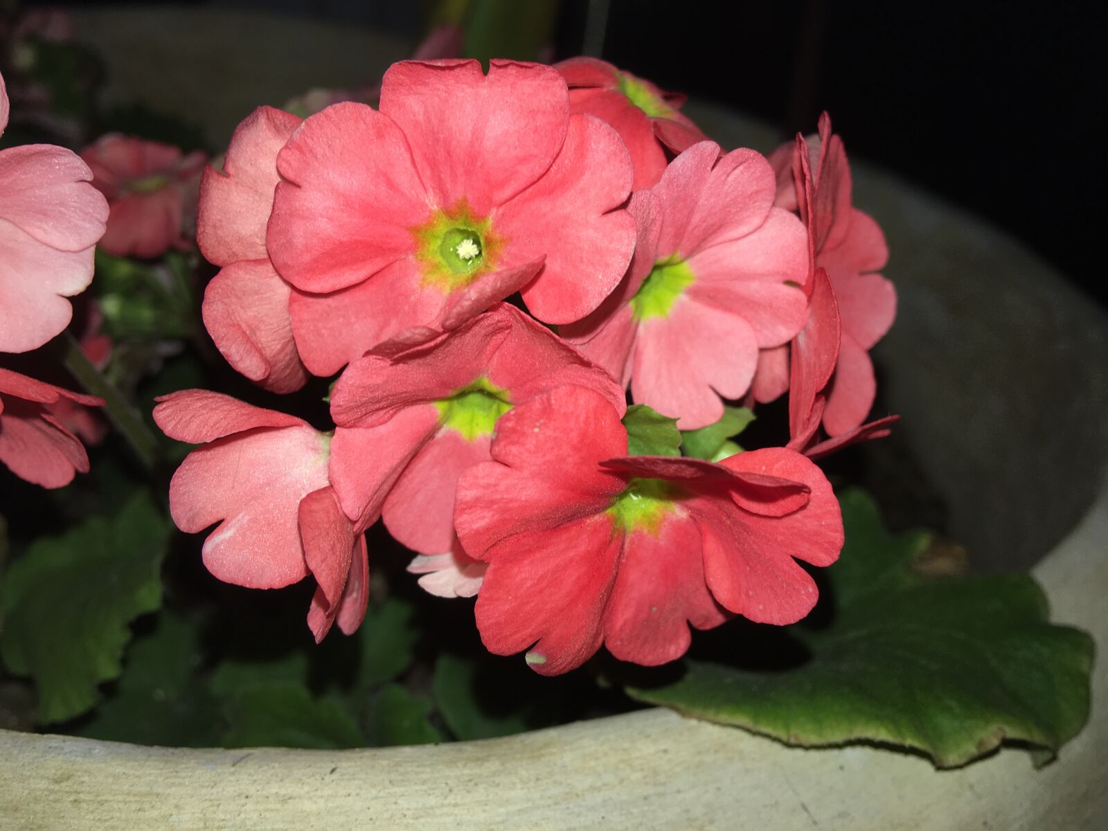 Apple iPhone 6s Plus sample photo. Spring, red flower, red photography