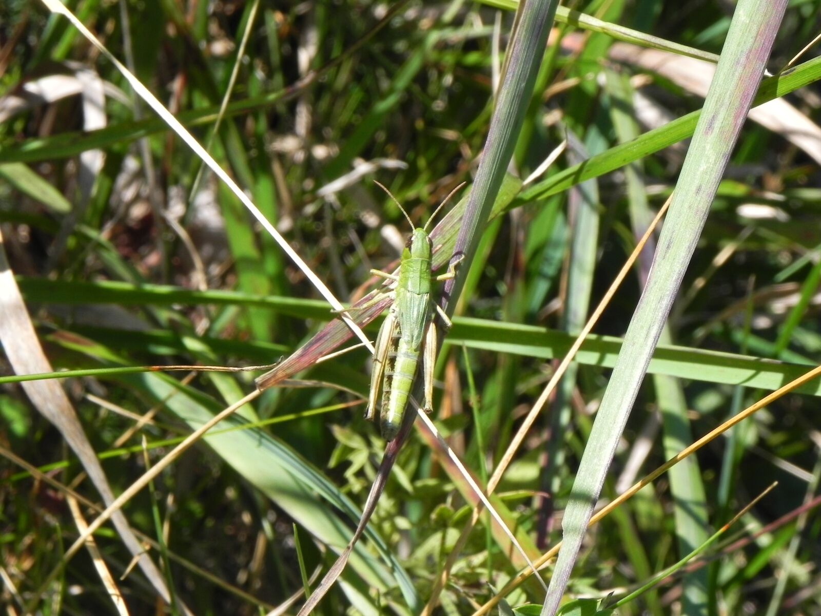 Nikon Coolpix P100 sample photo. Grasshopper, green, close up photography