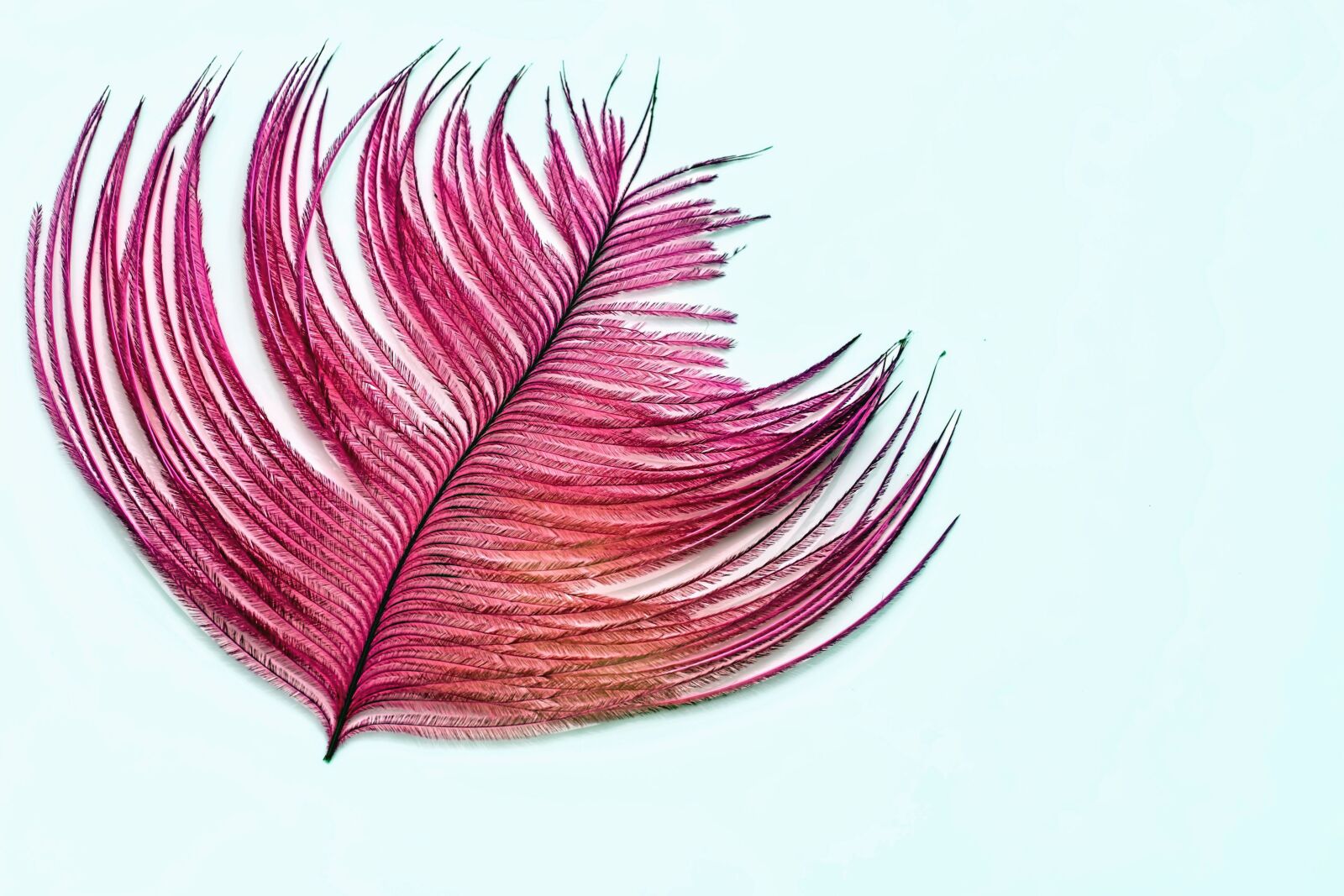 Canon EOS 70D sample photo. Feather, design, red, macro photography