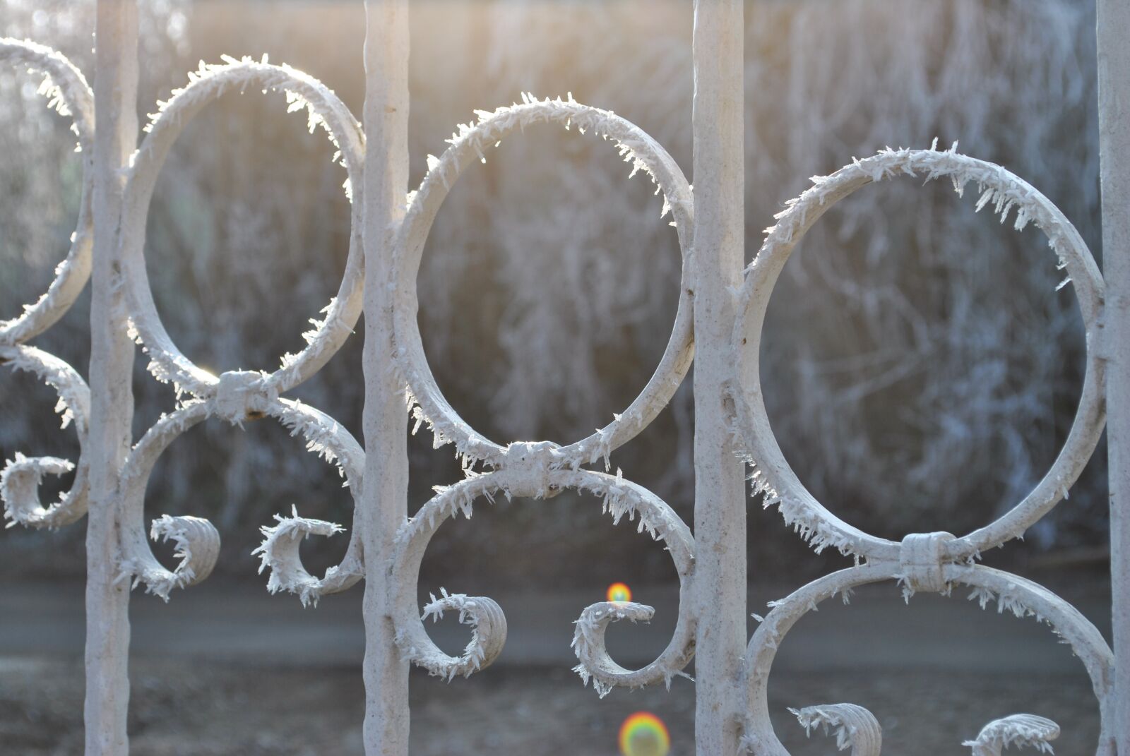 Nikon D3000 sample photo. Fence, winter, frost photography