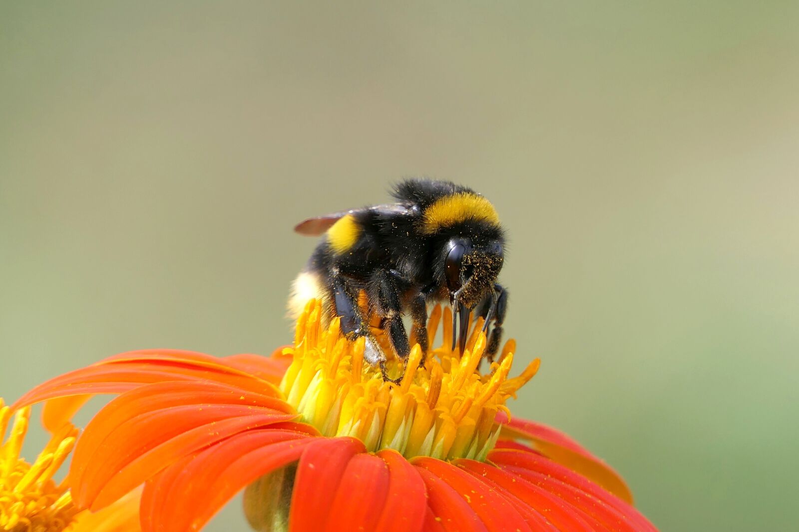 Panasonic Lumix DMC-FZ2500 (Lumix DMC-FZ2000) sample photo. Hummel, insect, pollen photography