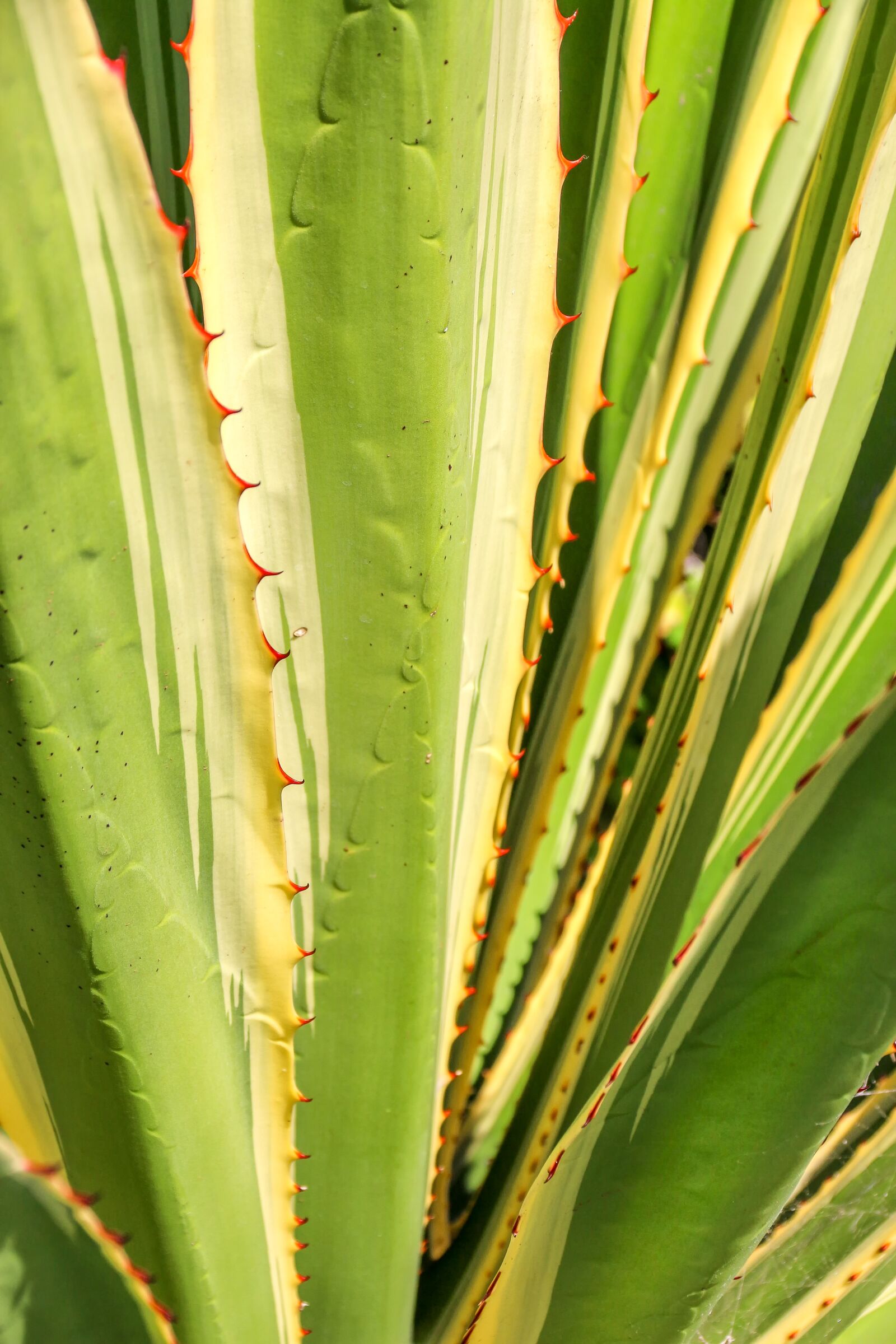Canon EOS 650D (EOS Rebel T4i / EOS Kiss X6i) sample photo. Agave, agavengew chs, aloe photography