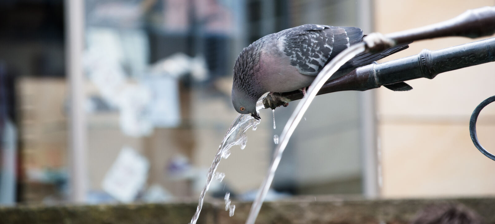 Nikon D40X + Sigma 18-200mm F3.5-6.3 DC OS HSM sample photo. Dove, drinking, water photography