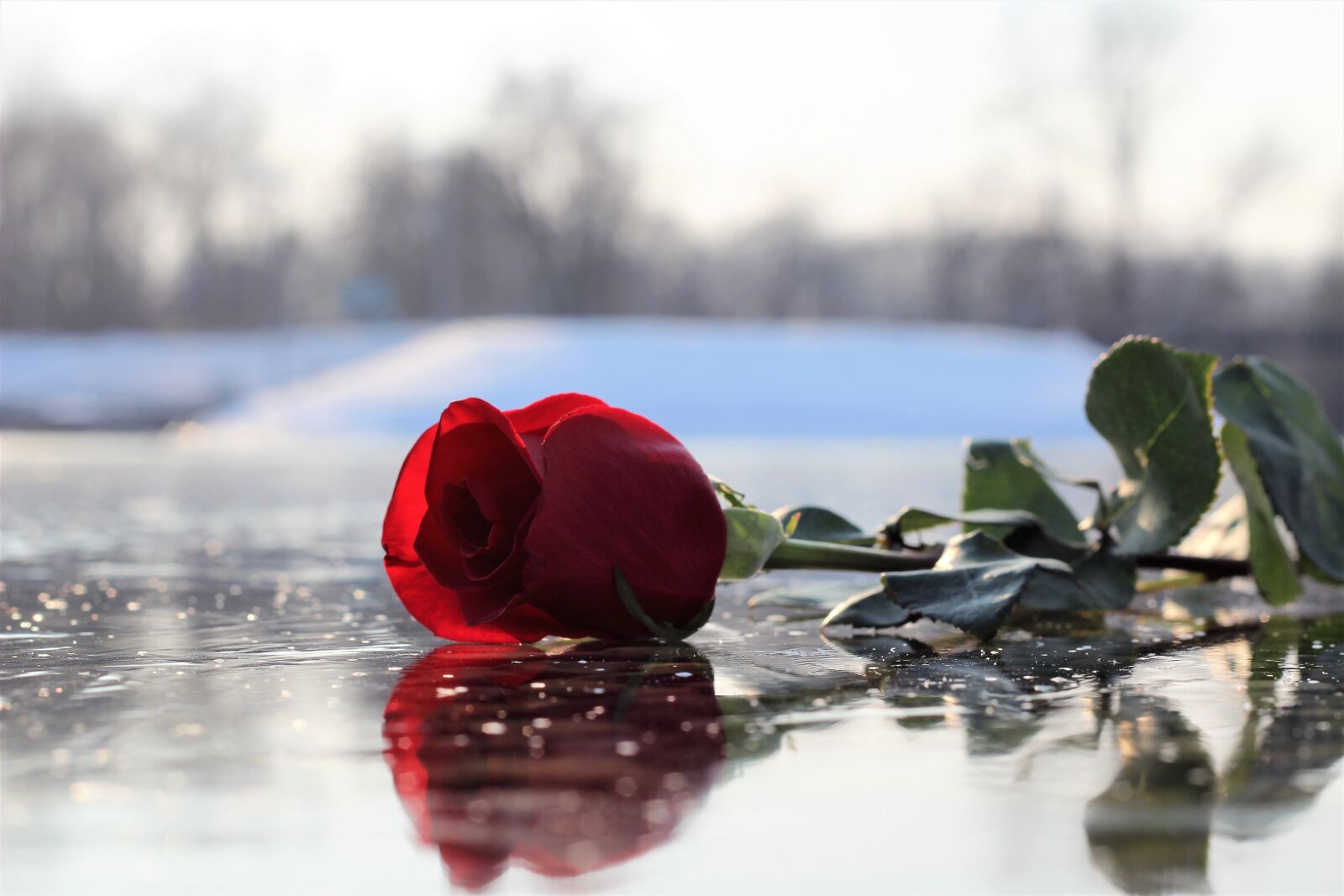 Canon EOS 600D (Rebel EOS T3i / EOS Kiss X5) + Canon EF 50mm F1.8 II sample photo. Red rose on ice photography