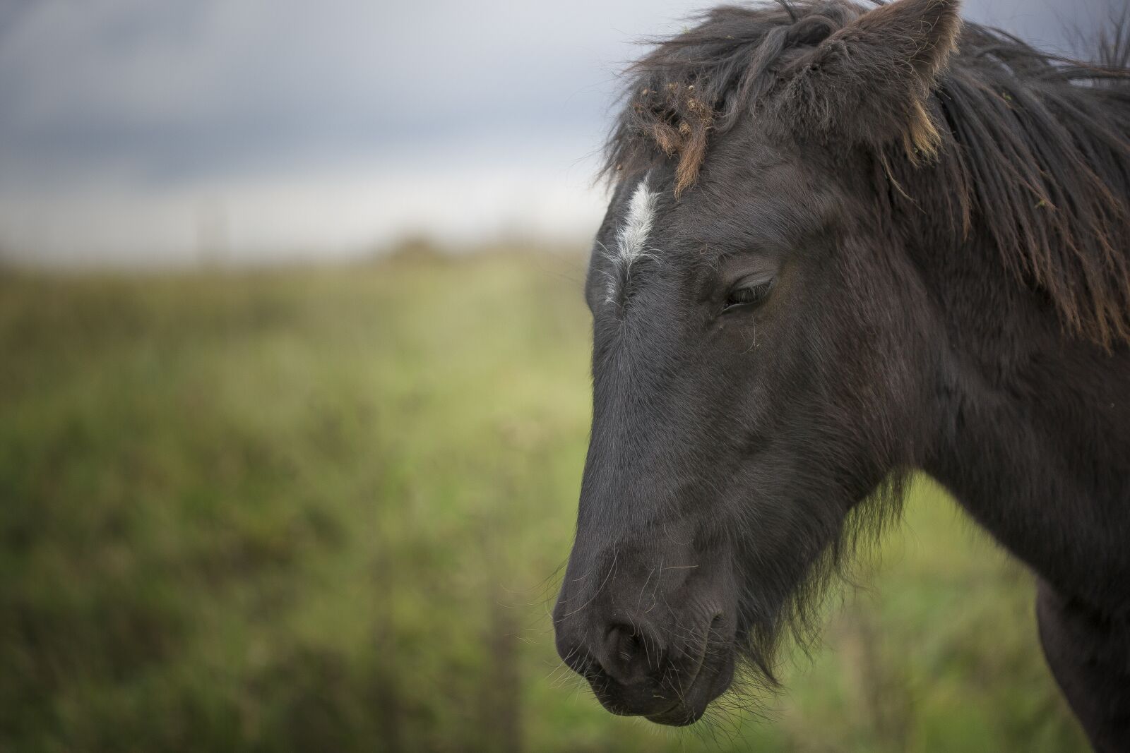Canon EF 100mm F2.8 Macro USM sample photo. Horse, portrait, animal photography