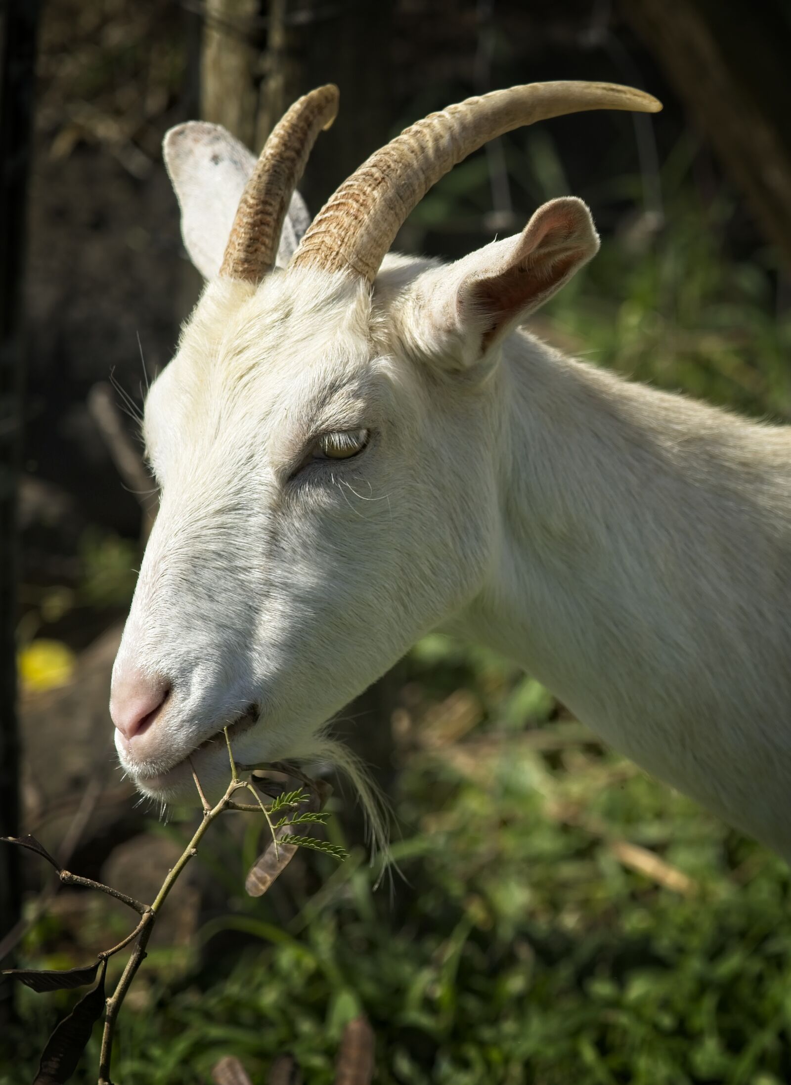 Sony FE 24-105mm F4 G OSS sample photo. Goat, nanny, horns photography