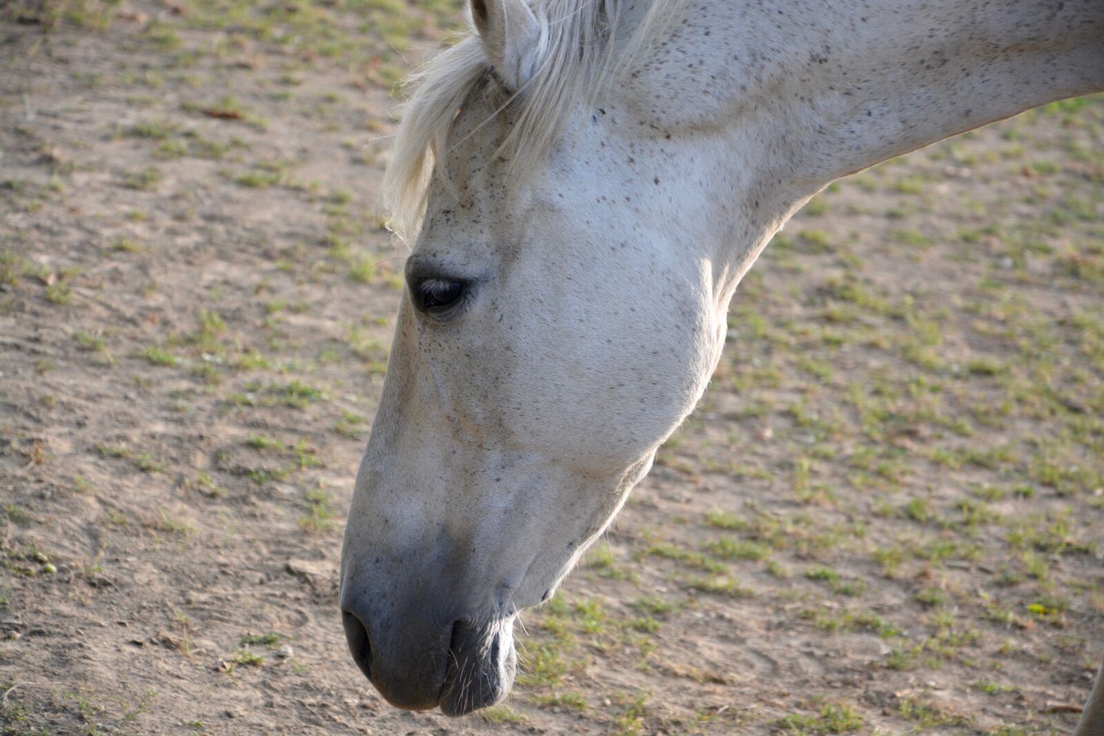 Nikon D5200 sample photo. Horse, head down, animal photography