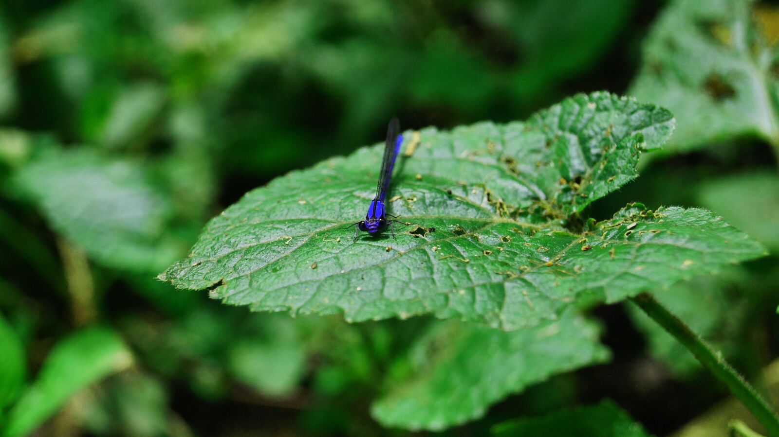 Sony SLT-A37 sample photo. Dragonfly, leaves, green photography