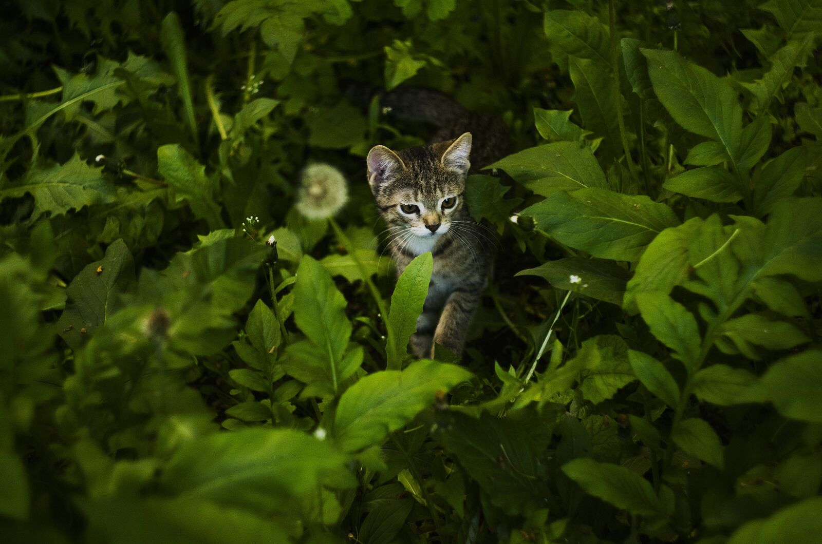 Nikon D7000 sample photo. Cat, animal, cute photography