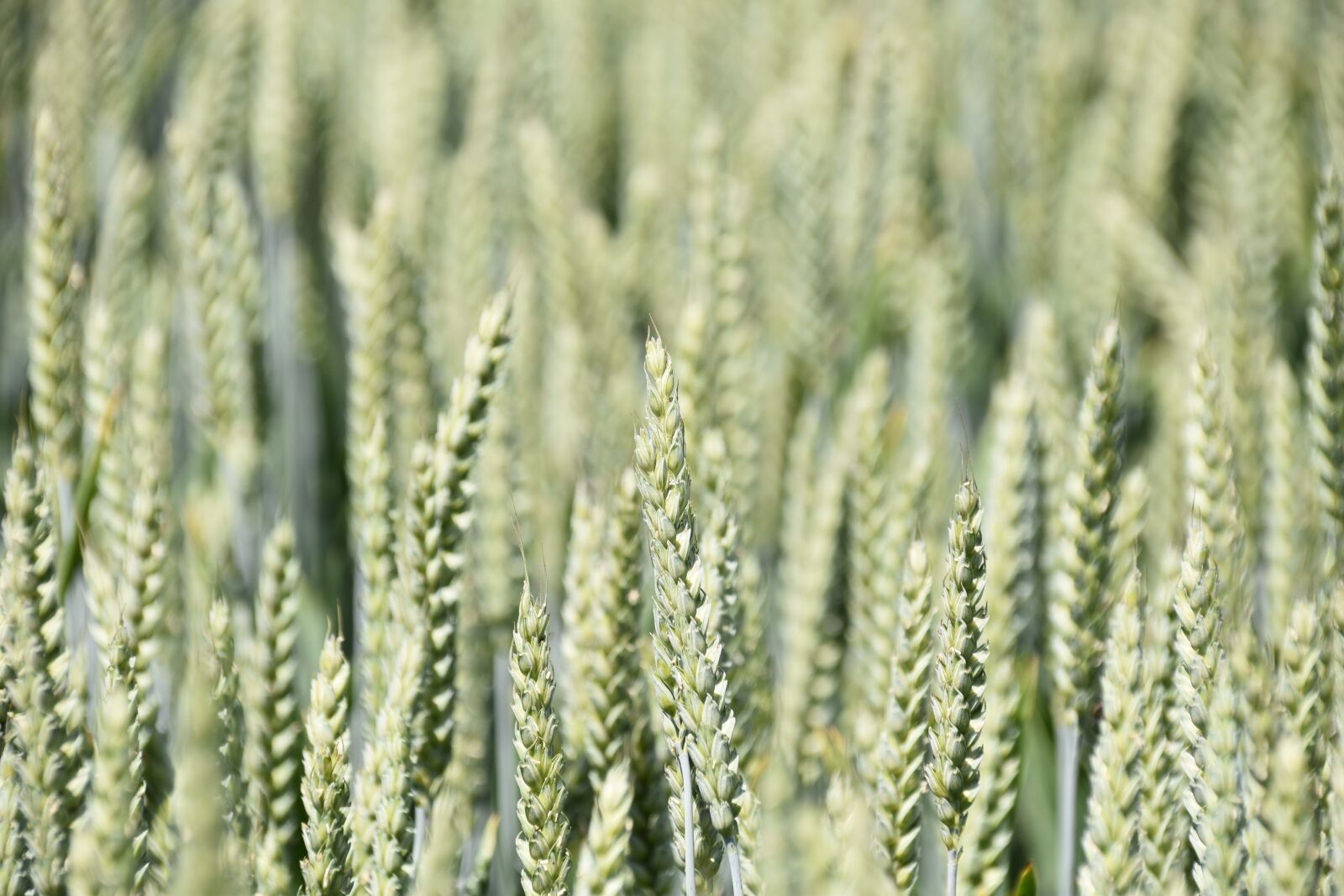 Nikon D5600 sample photo. Wheats, cereals, culture photography