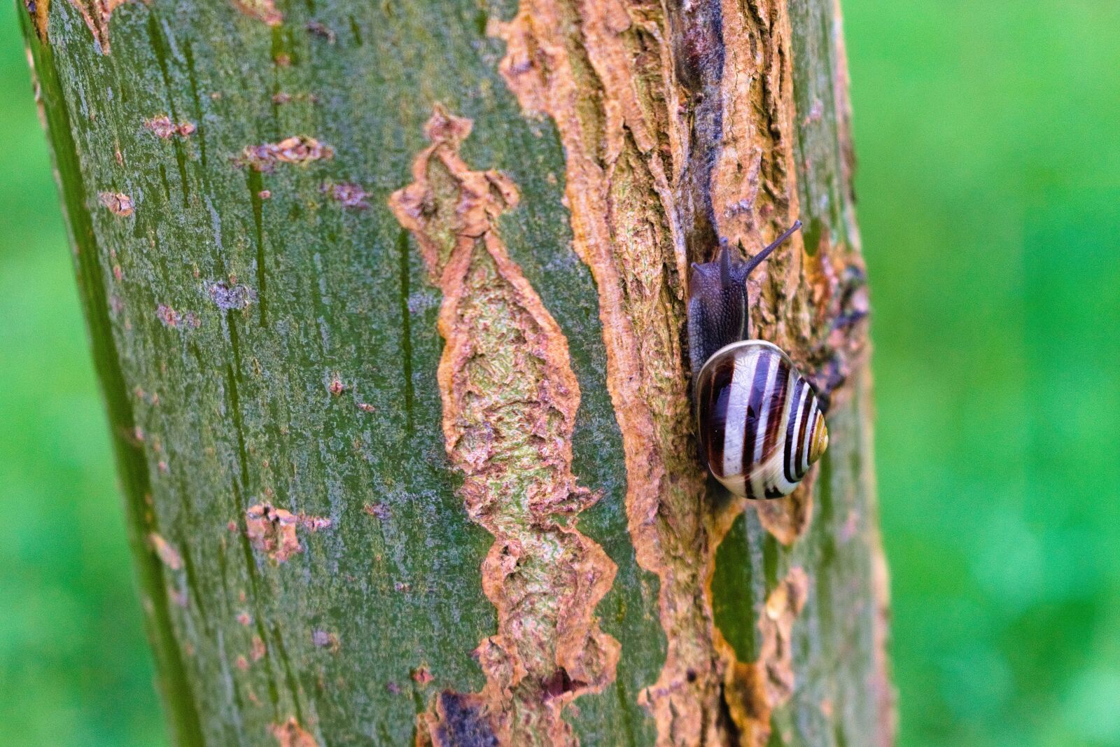 Nikon D3400 sample photo. Snail, mollusc, spiral photography