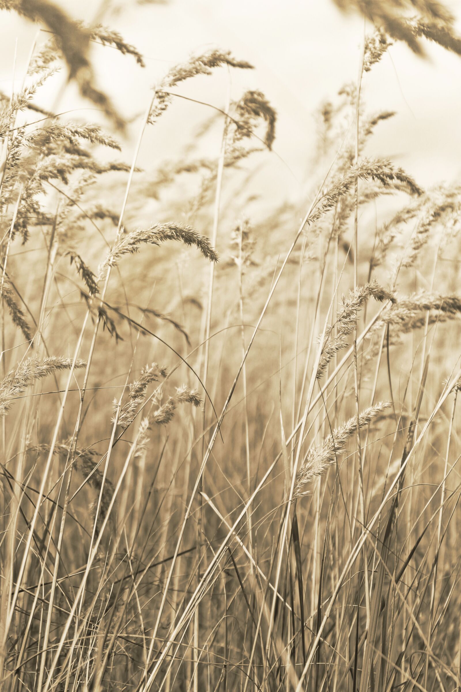Canon EOS 700D (EOS Rebel T5i / EOS Kiss X7i) sample photo. Dry, dried, grass photography