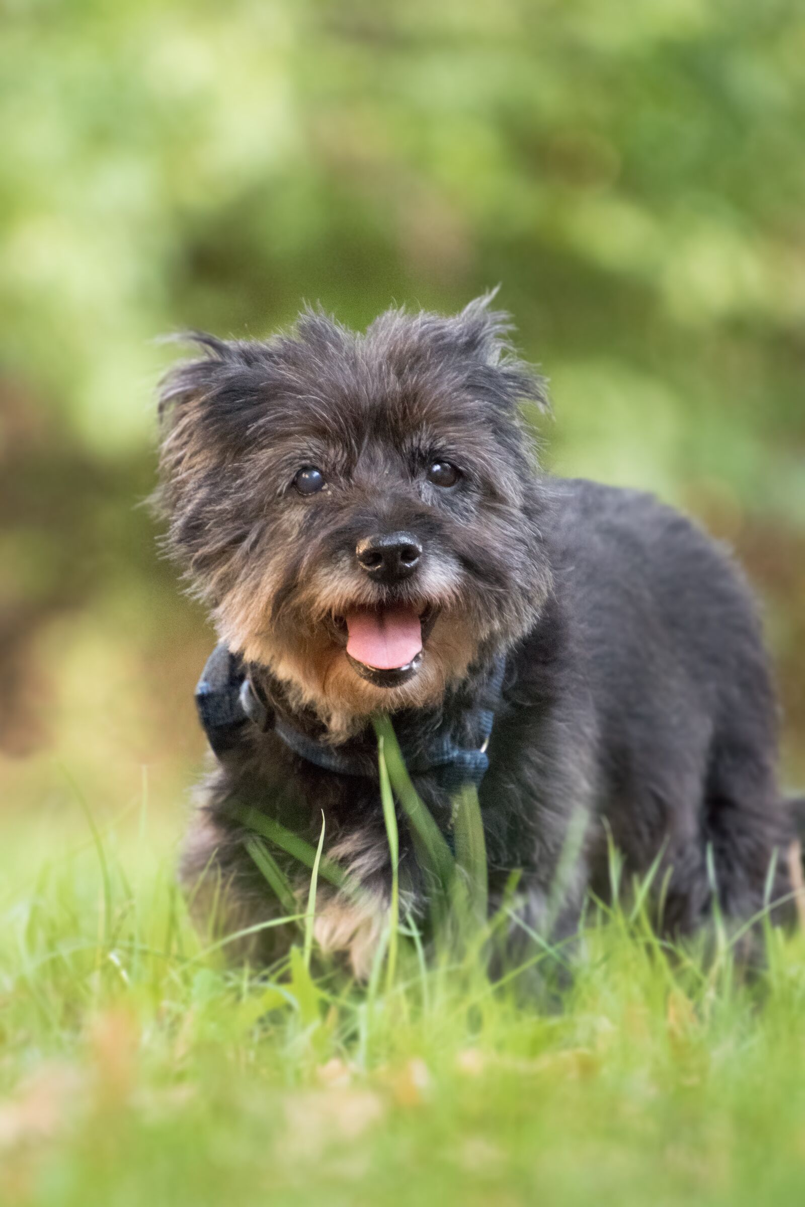 Nikon D3300 sample photo. Dog, old, hybrid photography