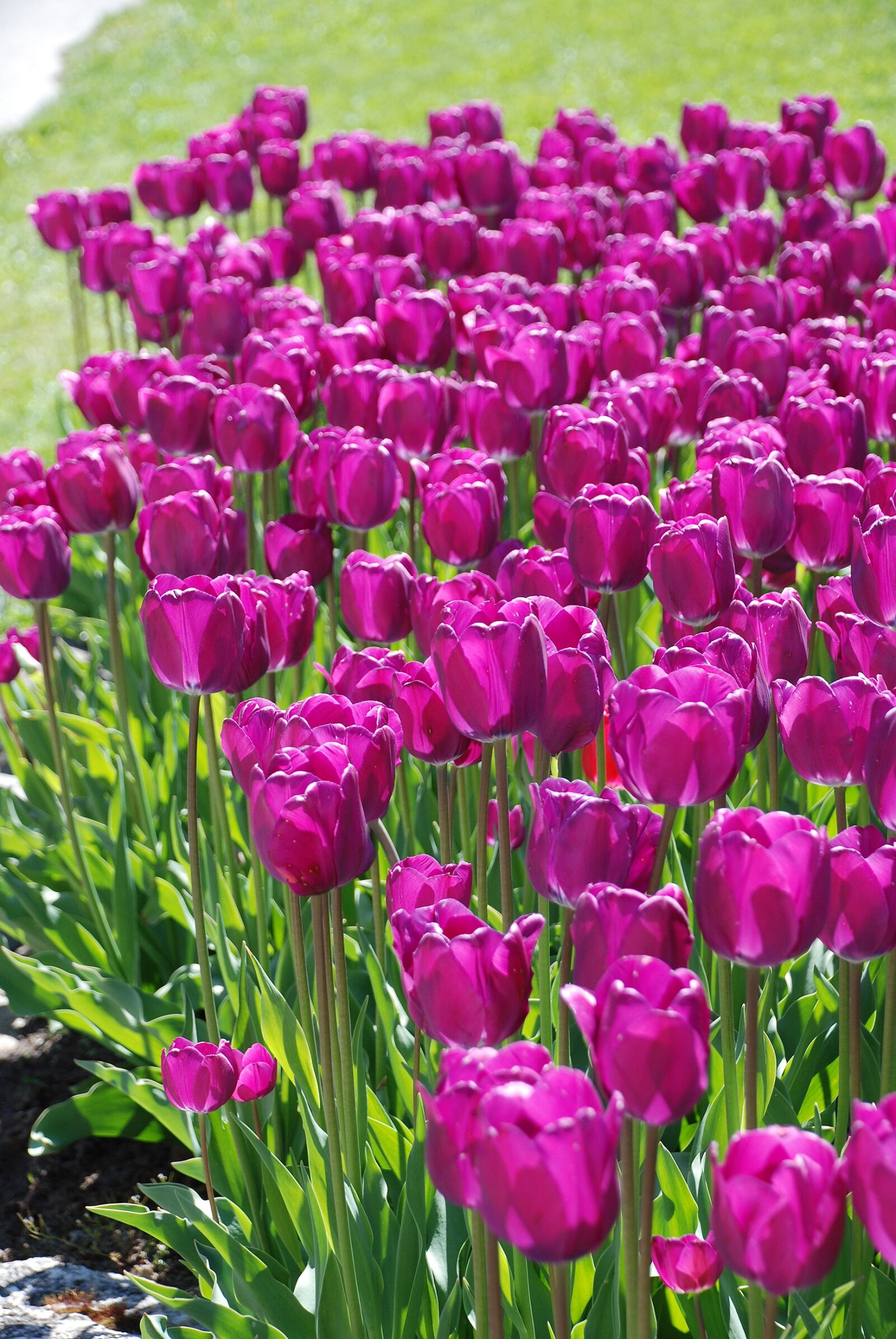 Nikon D80 sample photo. Flowers, tulips, purple photography